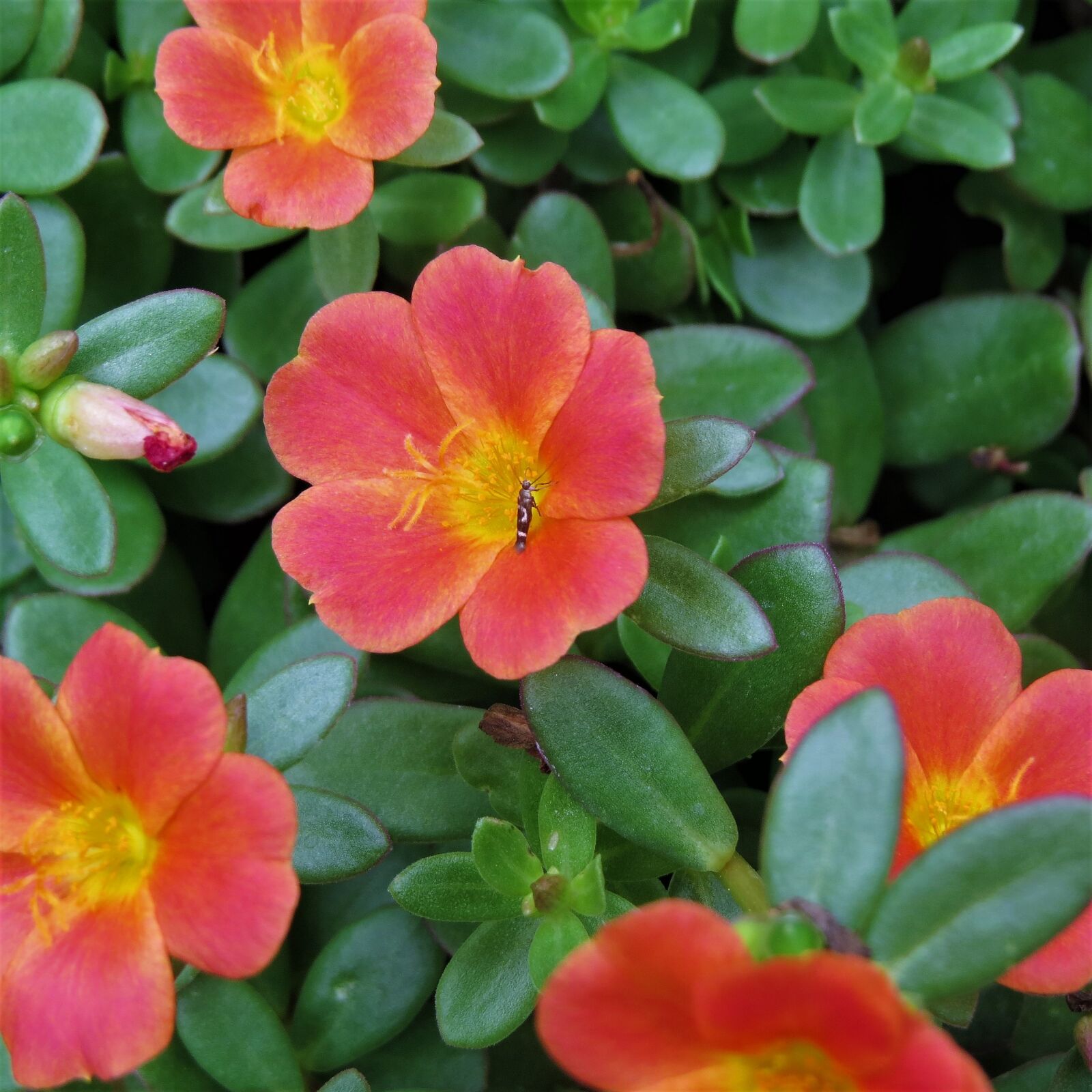 Canon PowerShot SX50 HS sample photo. Flower, yellow, rust photography