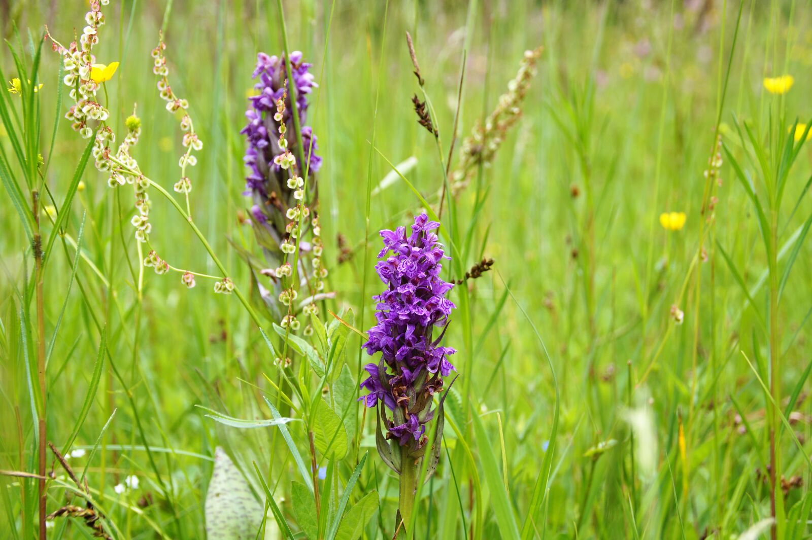 Sony SLT-A58 sample photo. Orchid, meadow, orchidea photography