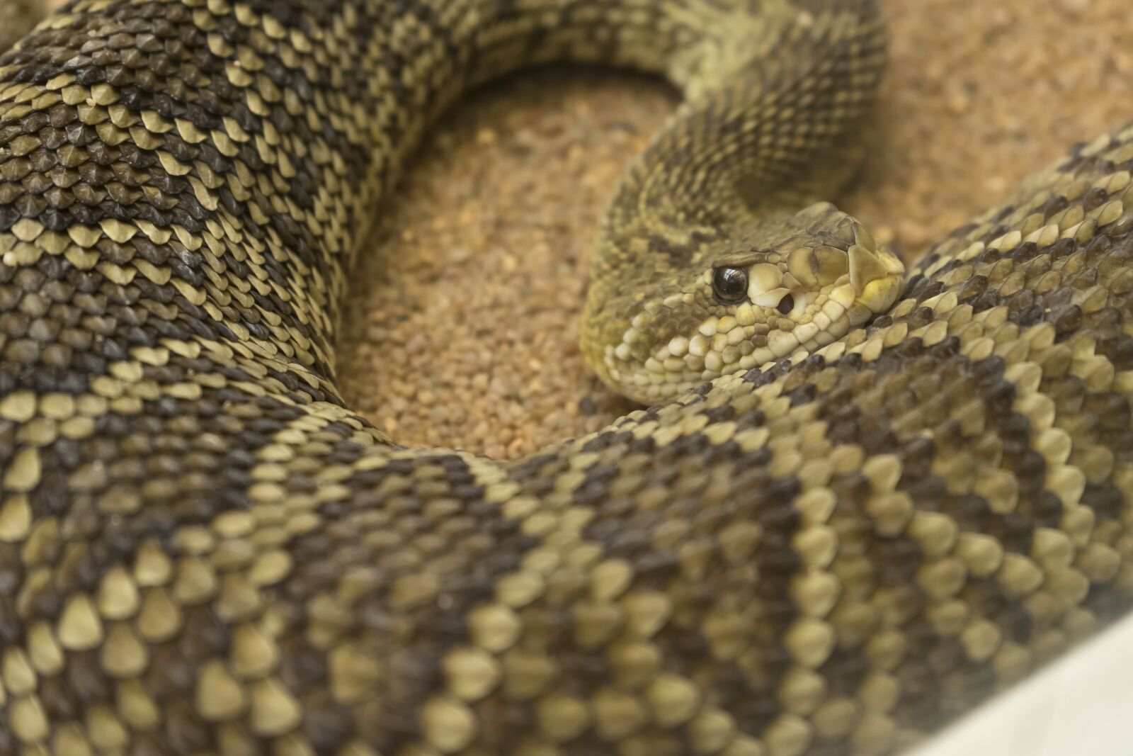 Sony a7 II + Sony FE 28-70mm F3.5-5.6 OSS sample photo. Snake, zoo, rattle snake photography