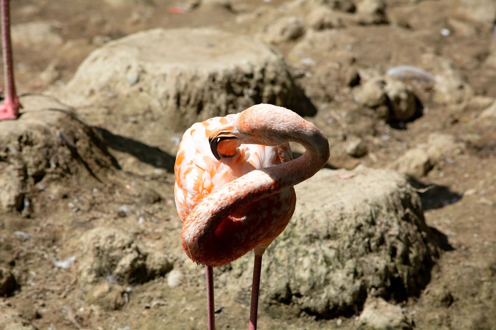 Nikon D7100 sample photo. Flamingo, bird, salmon photography