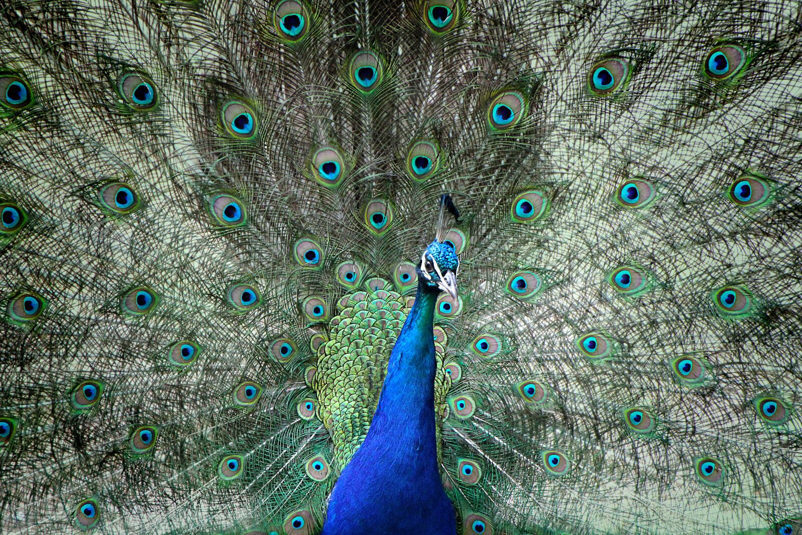 Canon EOS 550D (EOS Rebel T2i / EOS Kiss X4) sample photo. Peacock, beat rad, colorful photography