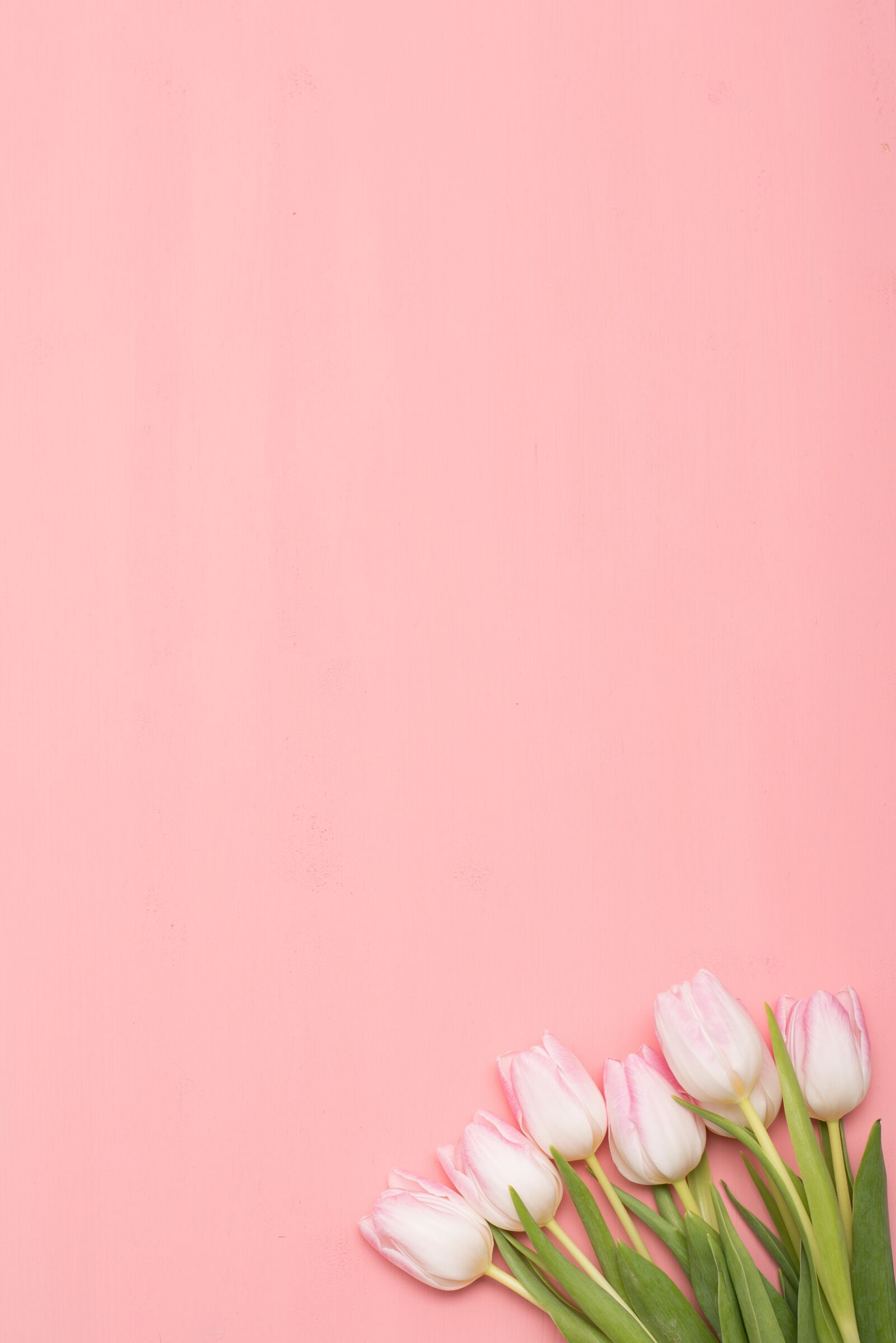 Nikon D750 sample photo. Flower, nature, tulip photography