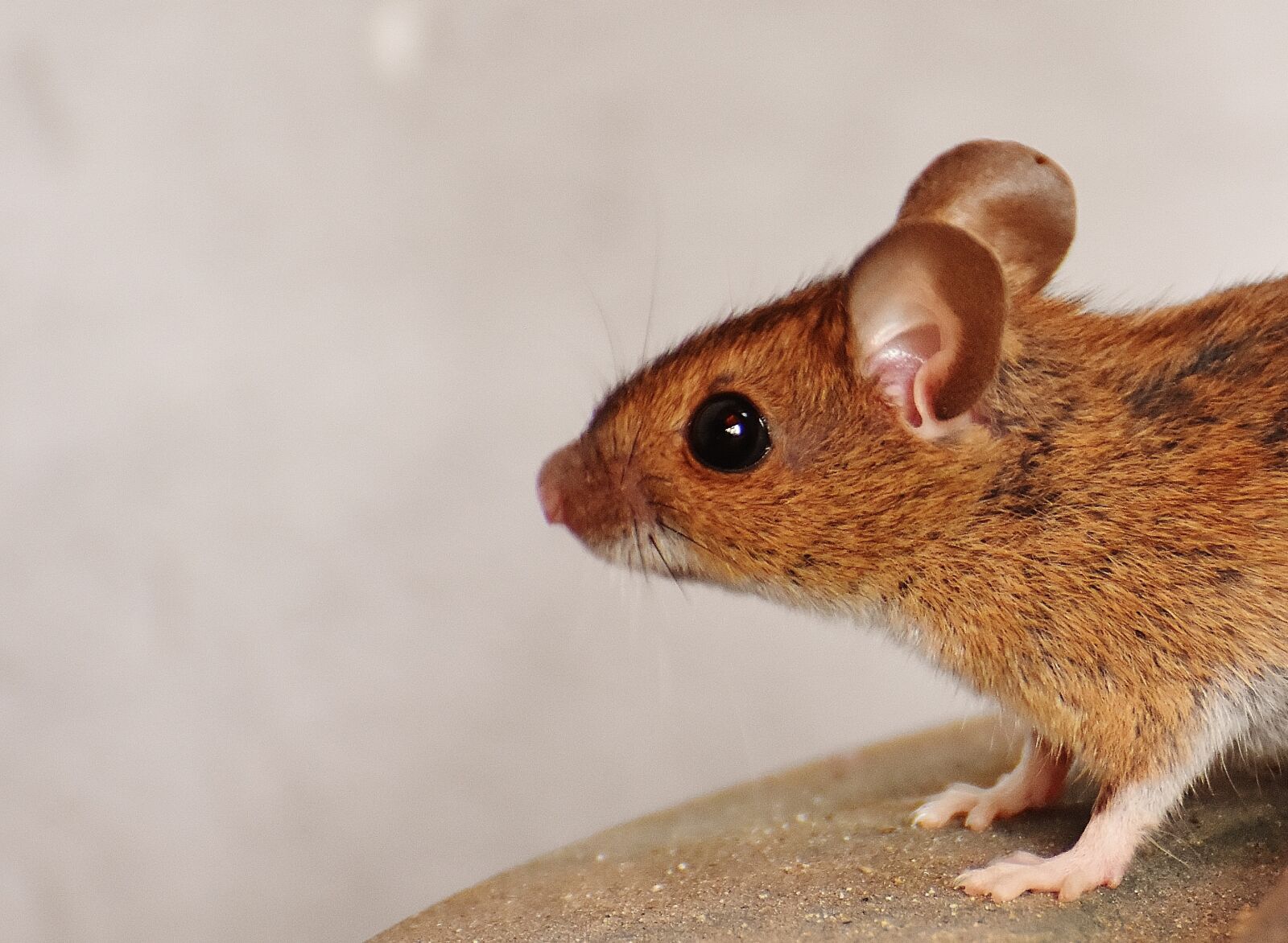 Nikon D7200 sample photo. Mouse, rodent, cute photography