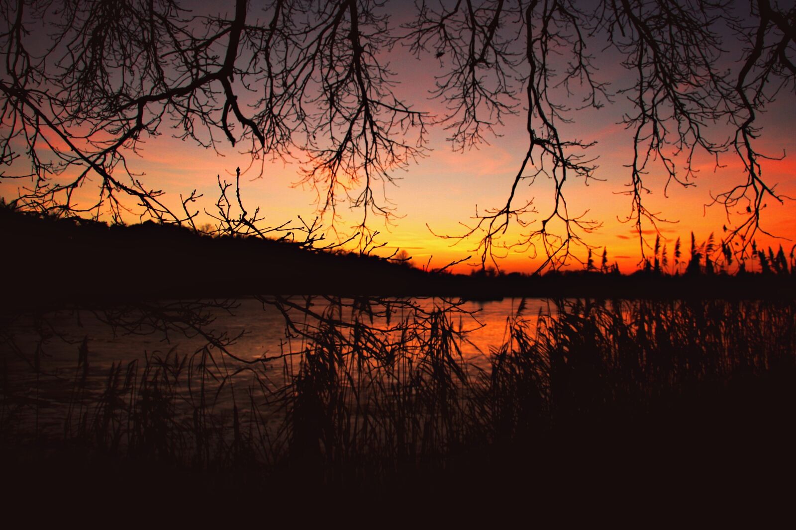 Canon EOS 20D sample photo. Afterglow, sunset, reed photography