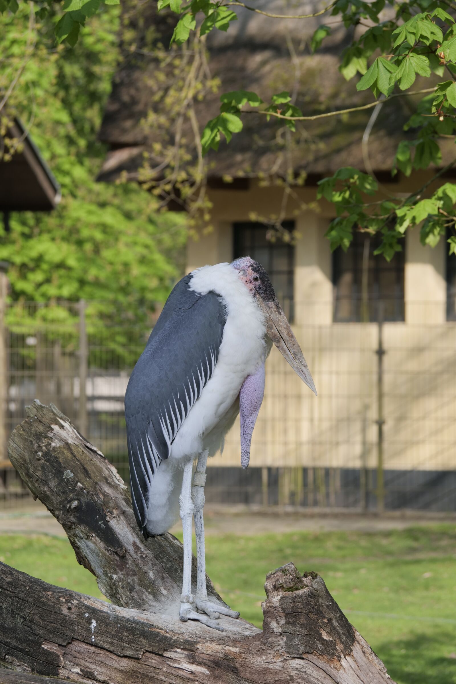 Panasonic Lumix DC-G9 sample photo. Nature, bird, marabou's beak photography