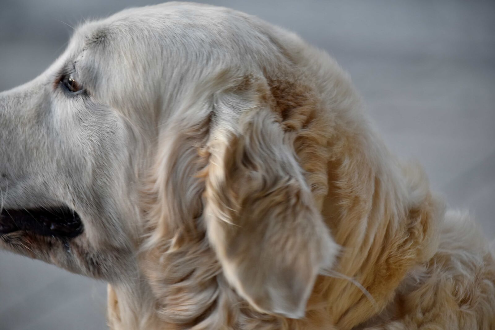 Nikon D5500 sample photo. Dog, side view, sitting photography