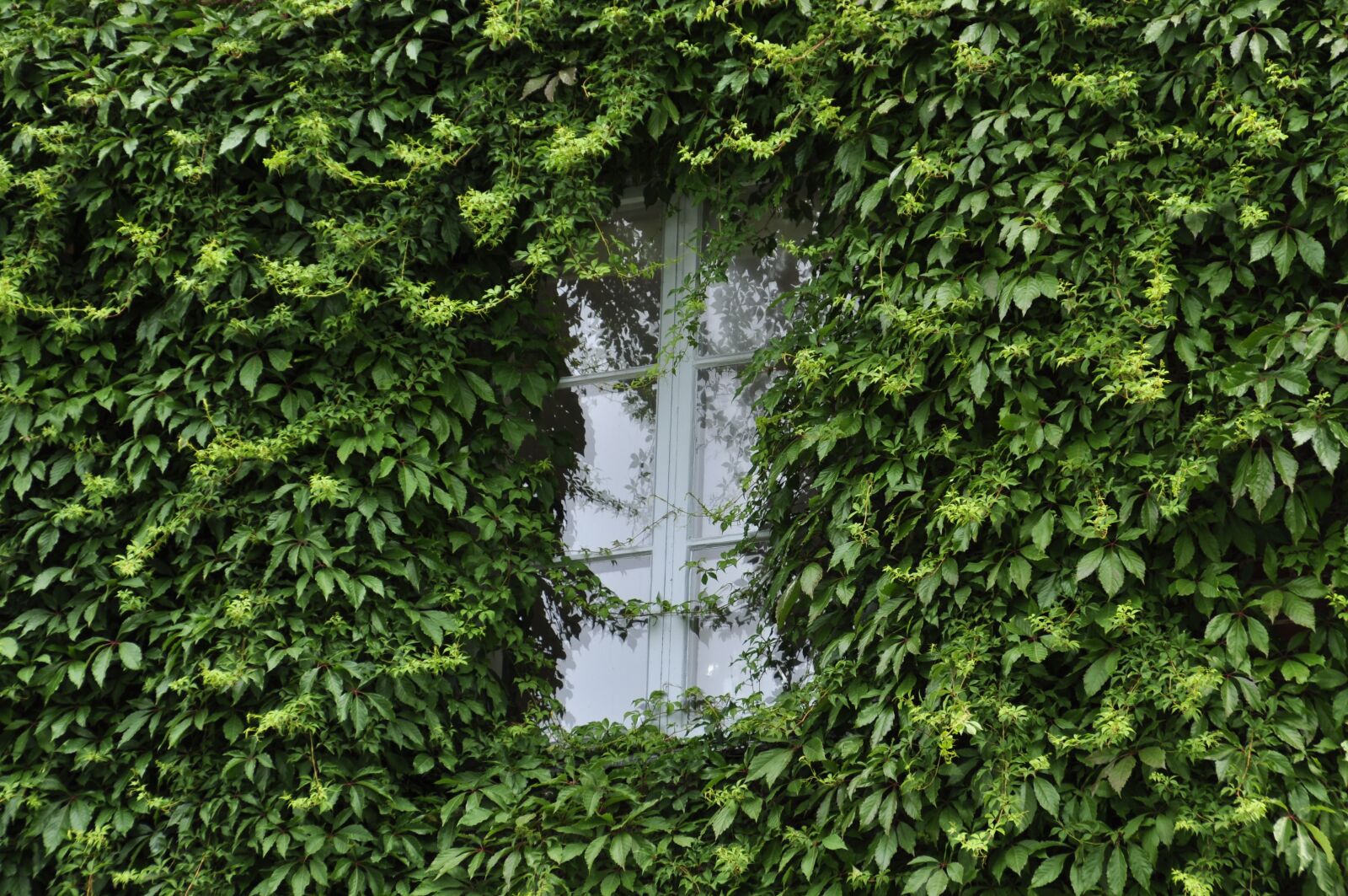 Nikon D5000 sample photo. Green, window, house photography