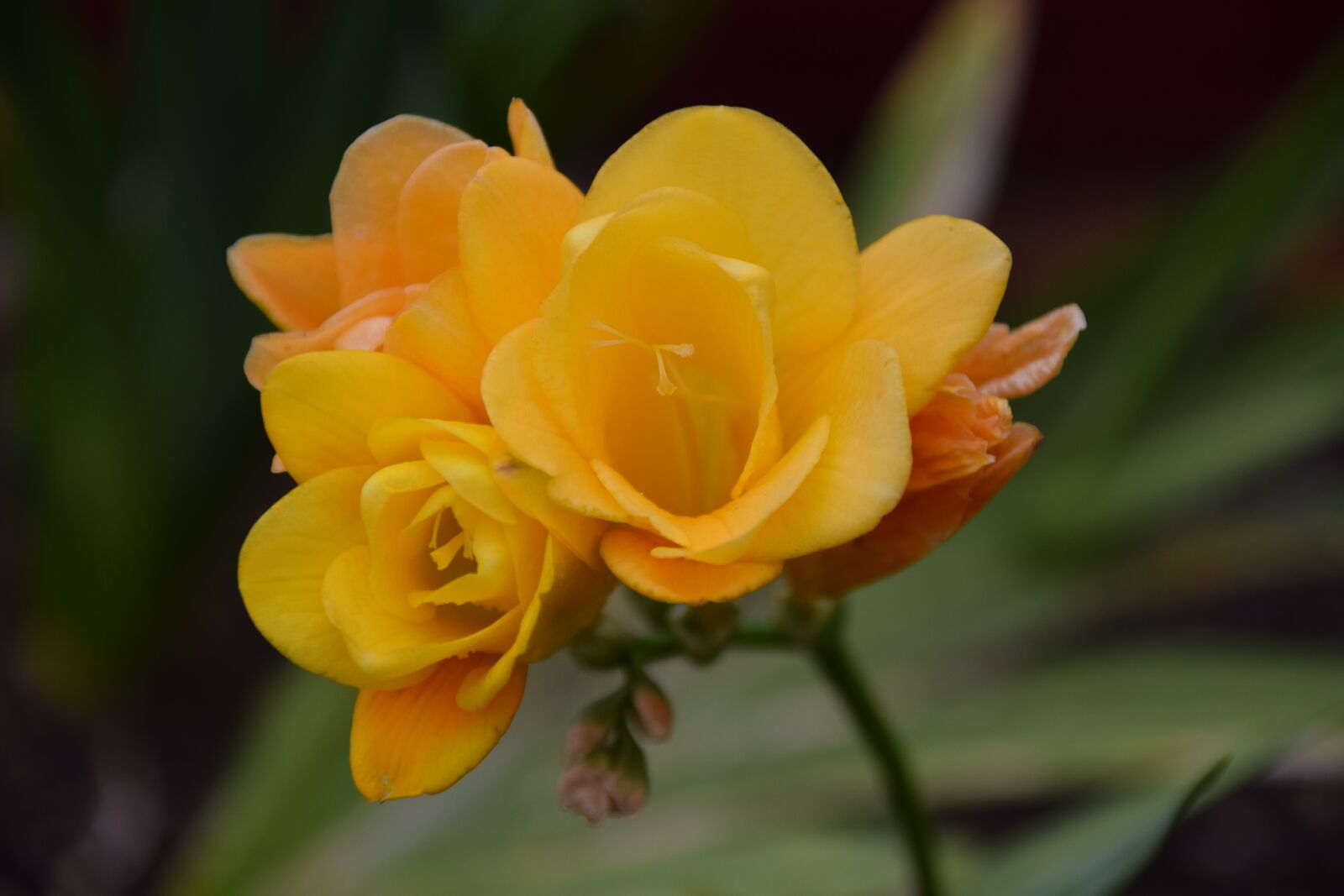 Nikon D5300 sample photo. Flower, summer, garden photography