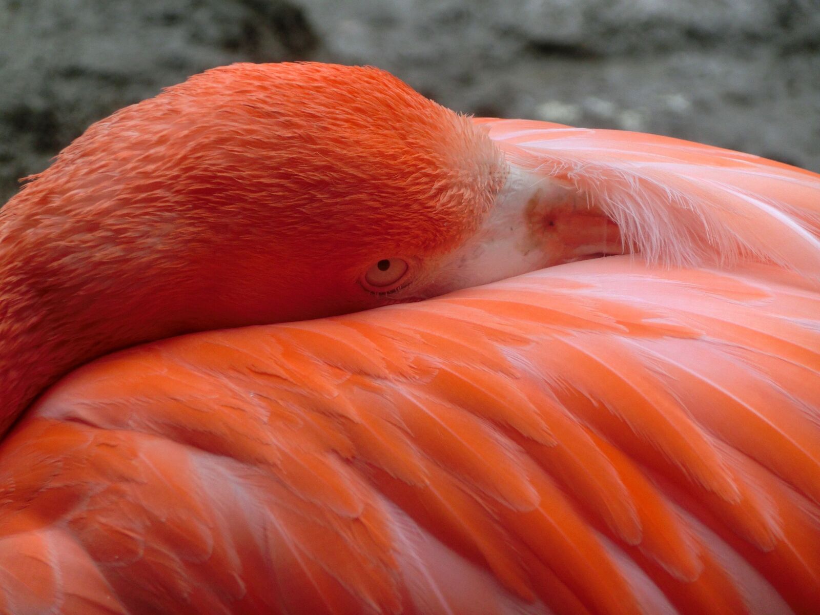 CASIO EX-ZR200 sample photo. Flamingo, bird, pink photography