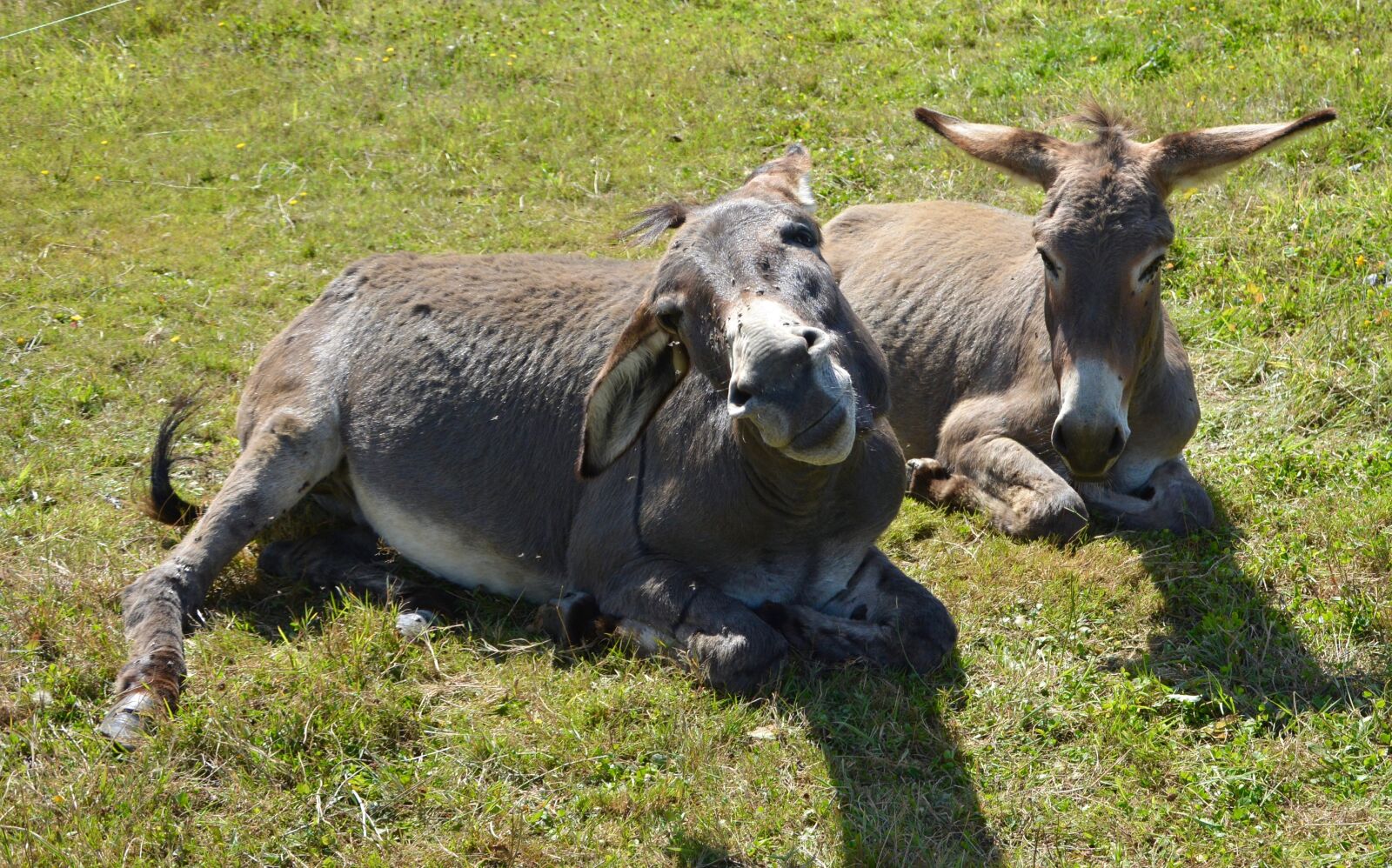 Nikon D5200 sample photo. Donkeys, donkeys sleep, prairie photography