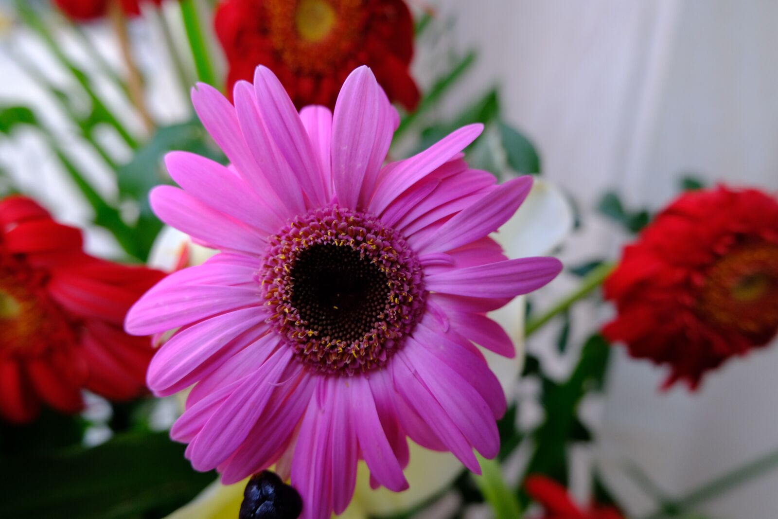 Fujifilm X-T30 sample photo. Flower, garden, nature photography