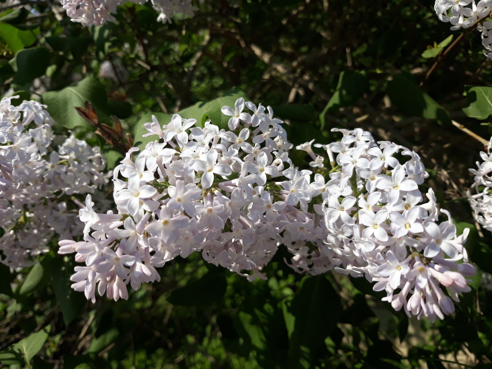 Samsung Galaxy J5 sample photo. Lilac, flower, plant photography