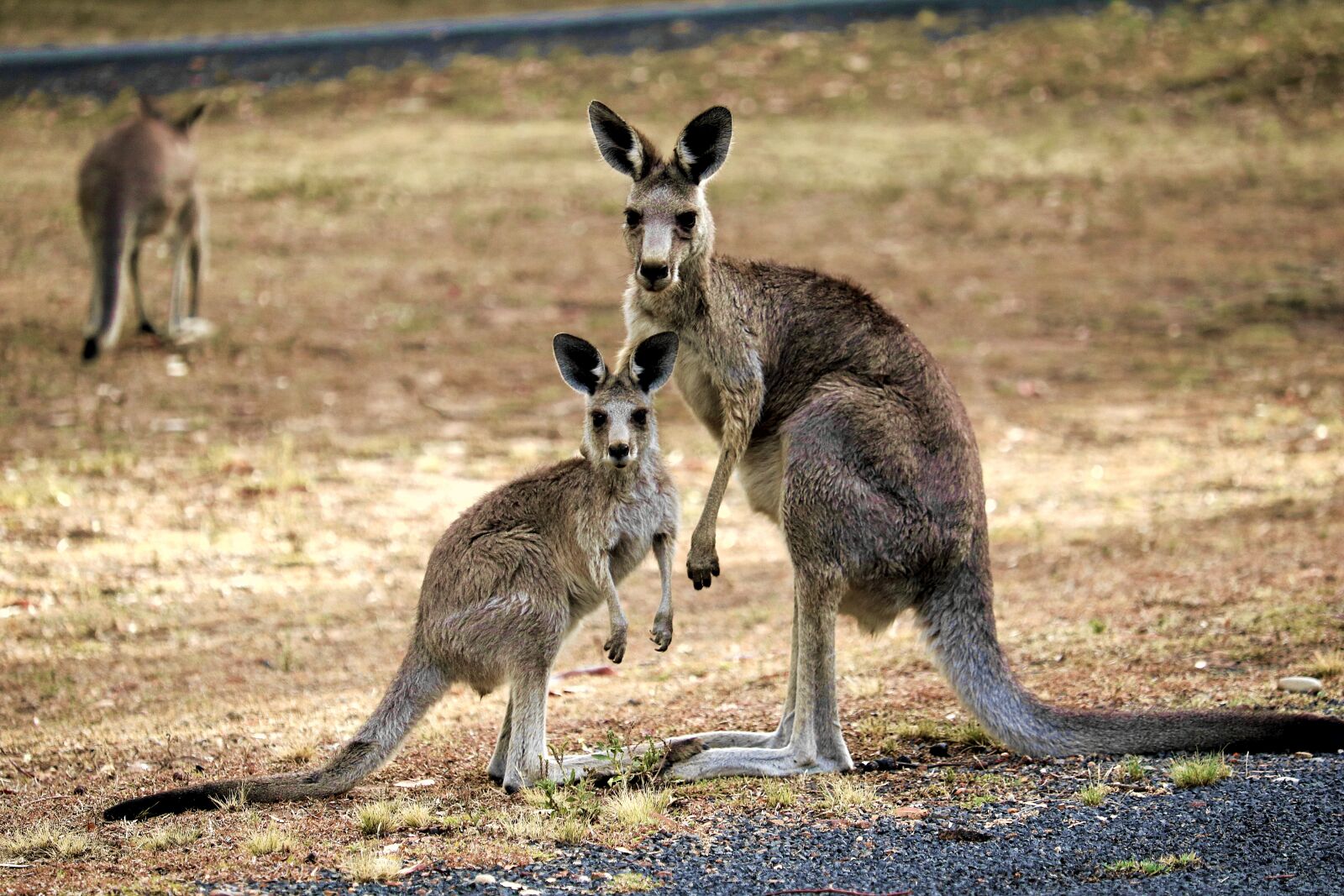 Canon EOS 750D (EOS Rebel T6i / EOS Kiss X8i) sample photo. Kangaroo, australia, nature photography