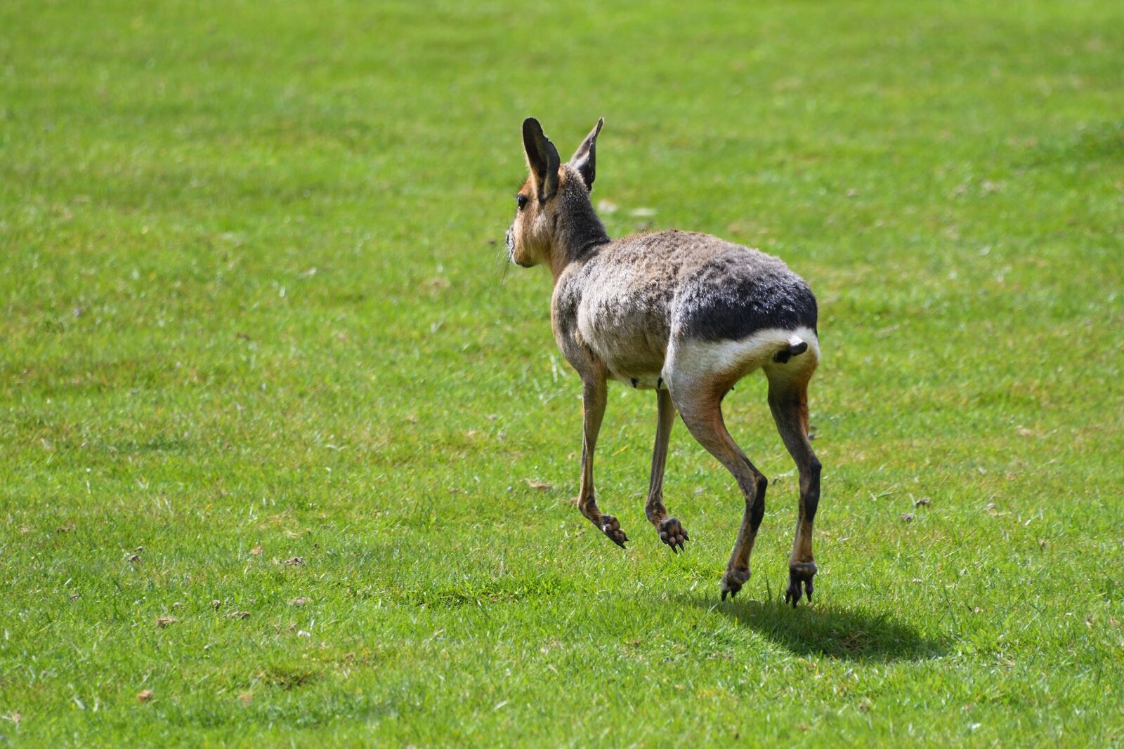 Nikon D500 sample photo. Mara, hare of patagonia photography