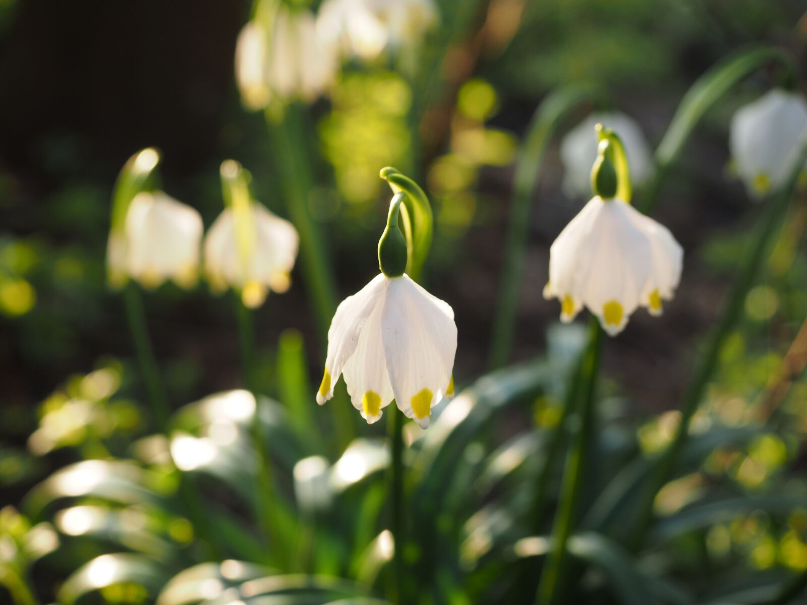 Olympus OM-D E-M1 + Olympus M.Zuiko Digital ED 12-40mm F2.8 Pro sample photo. Snowflake, flower, blossom photography