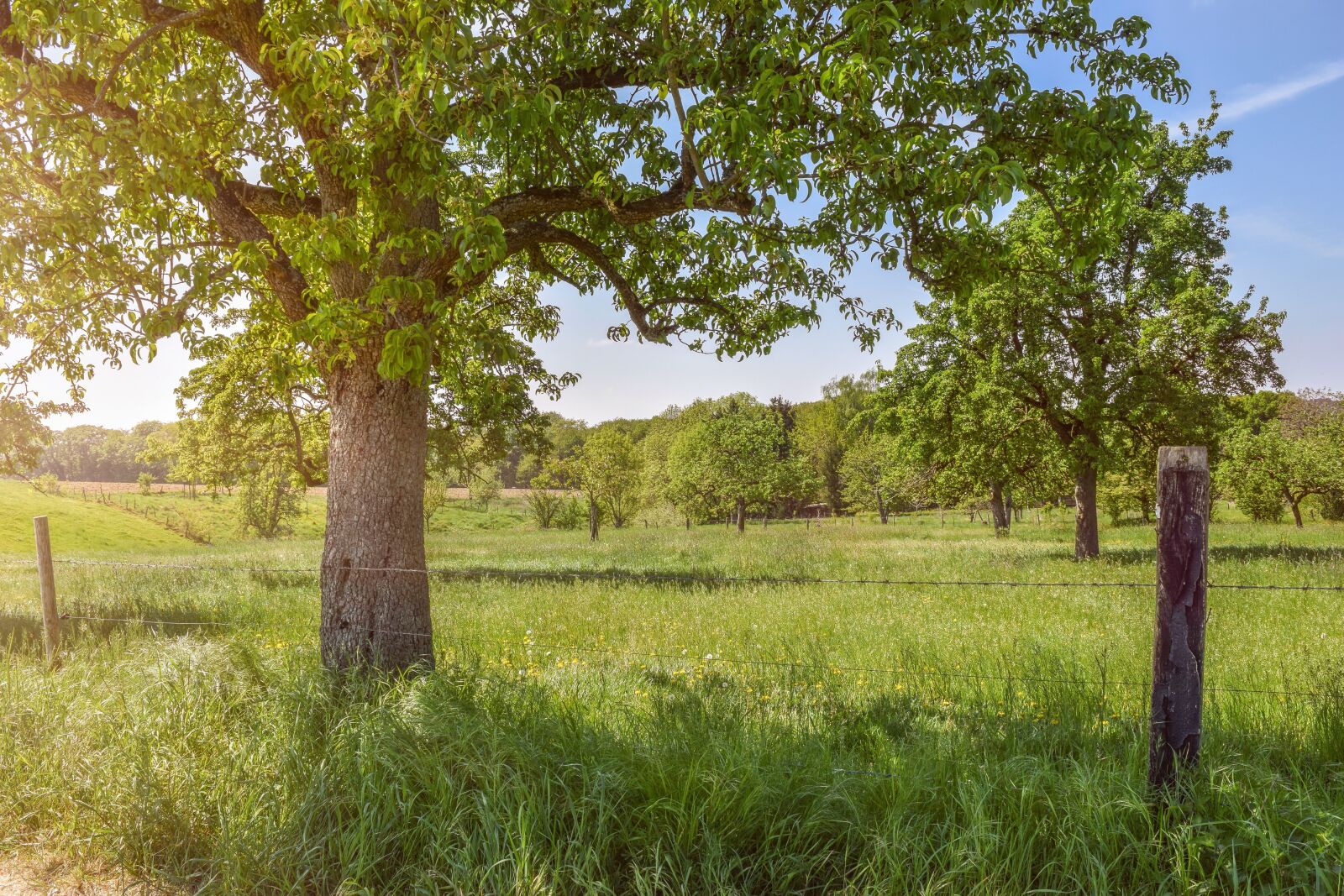 Nikon D3300 sample photo. Landscape, nature, tree photography