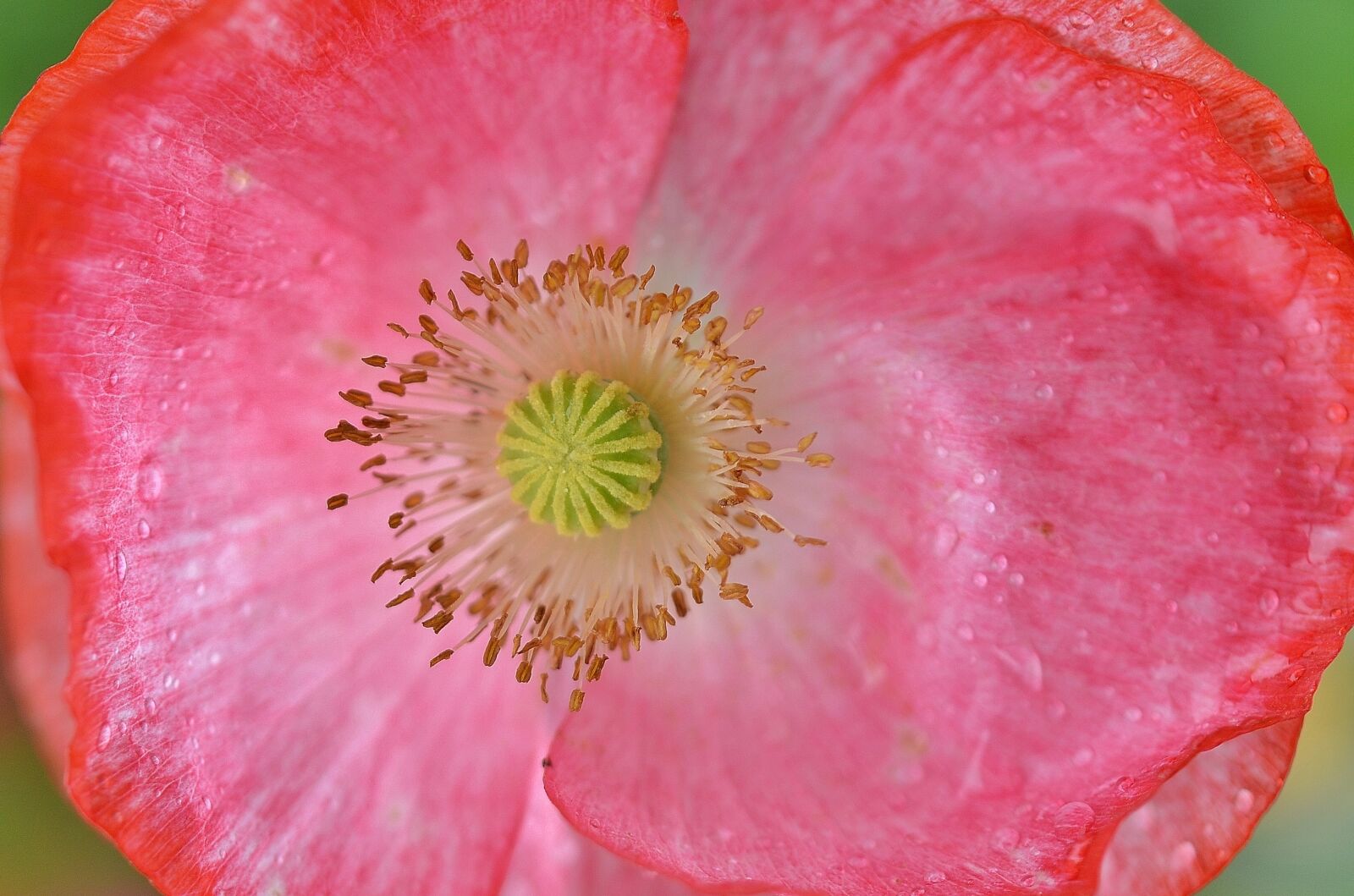 Nikon D7000 sample photo. Poppy, flower, natur photography