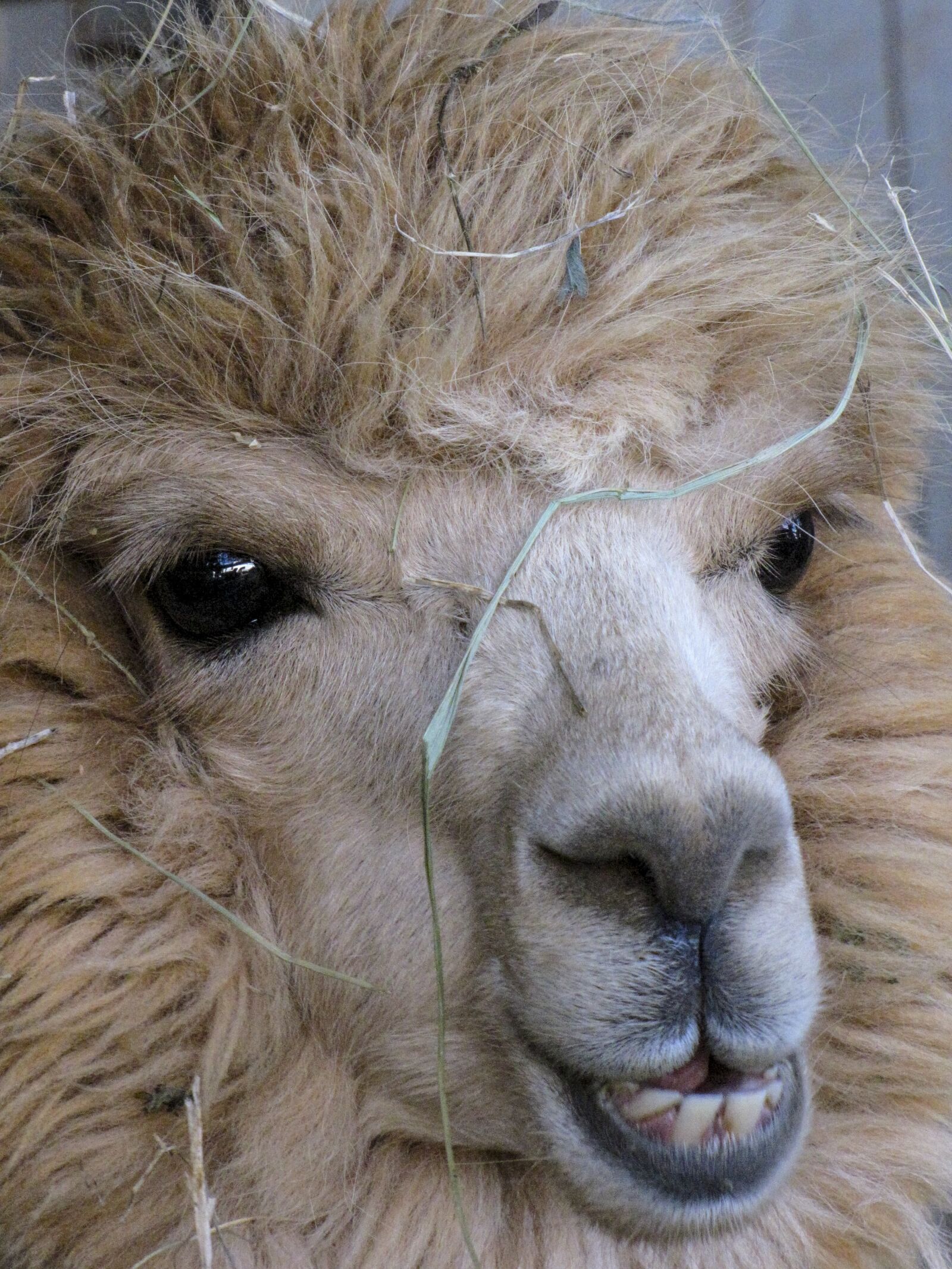 Canon PowerShot SX10 IS sample photo. Mammal, animal, portrait photography