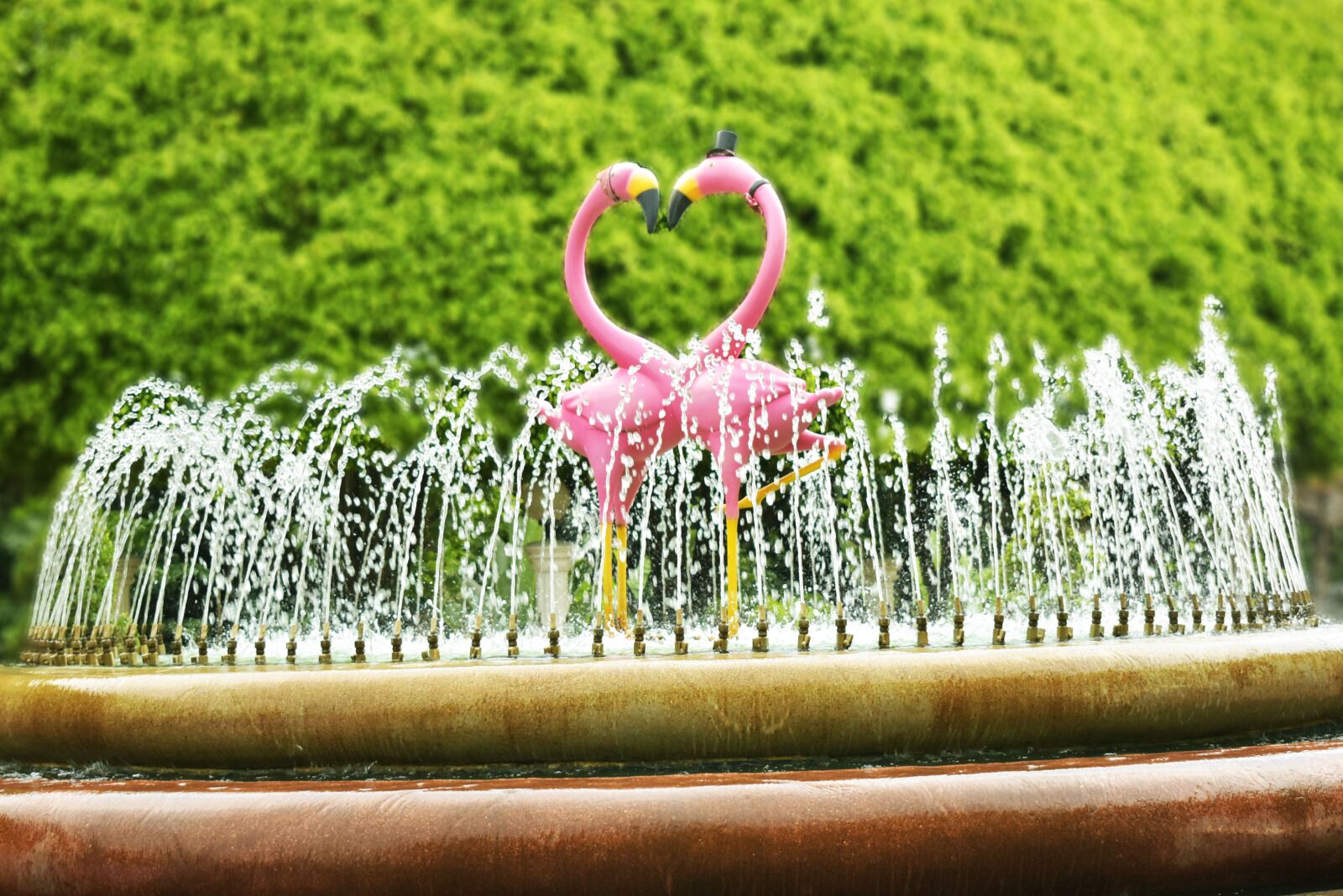 Nikon D5600 sample photo. Couples, fond, pink photography