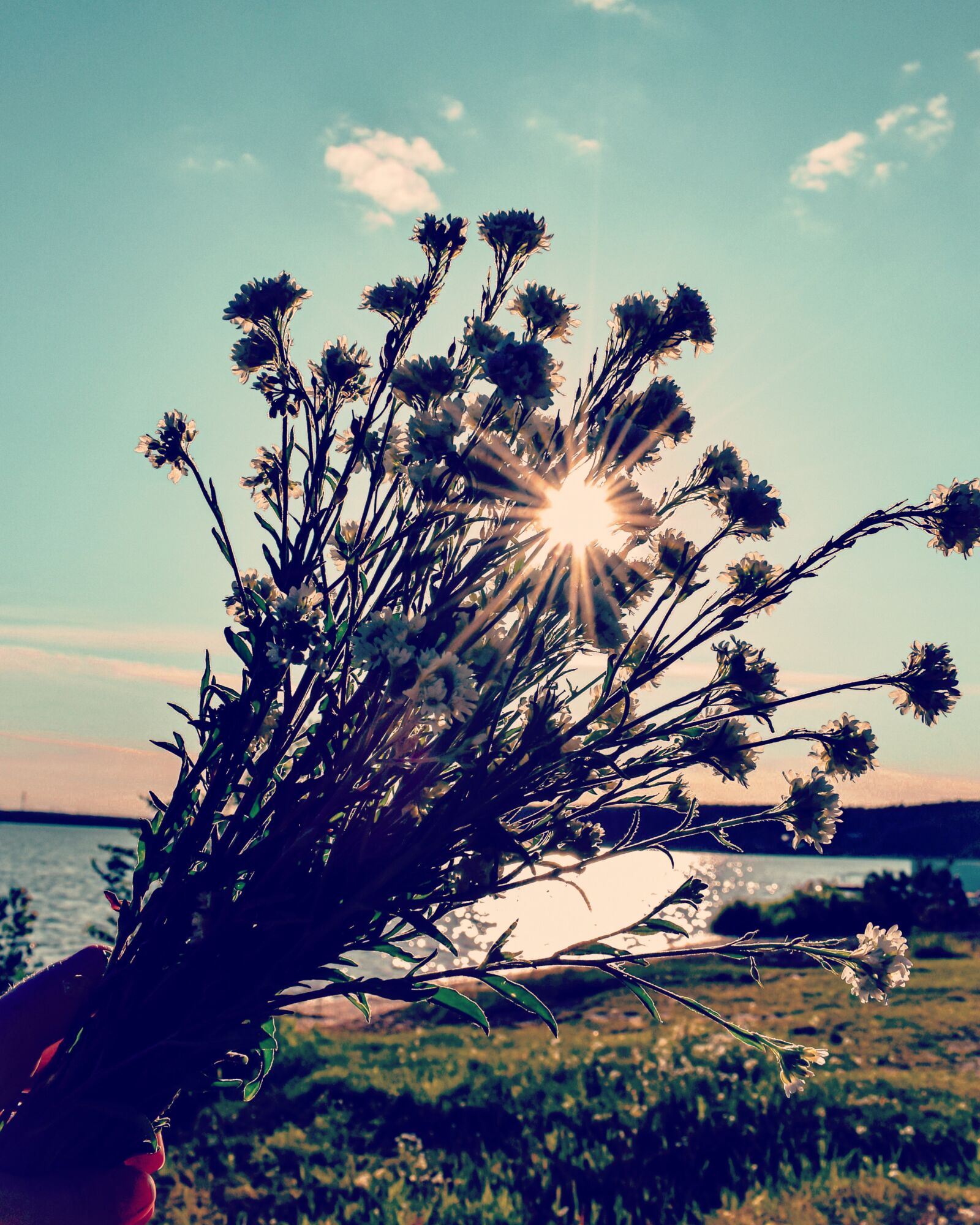 Nikon D5300 sample photo. Beach, flowers, sun photography