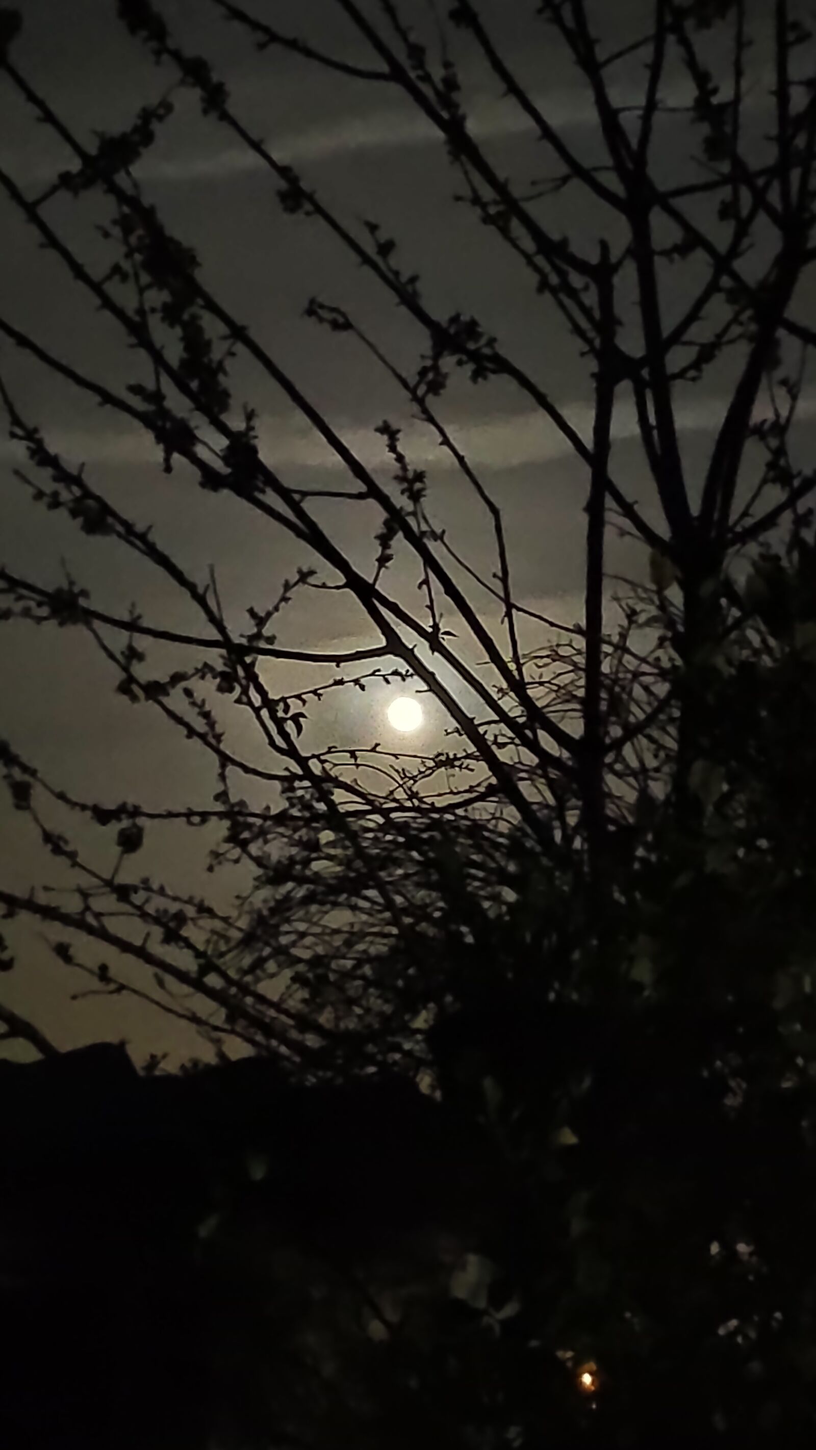 Xiaomi Mi MIX 2S sample photo. Moon, tree, night photography