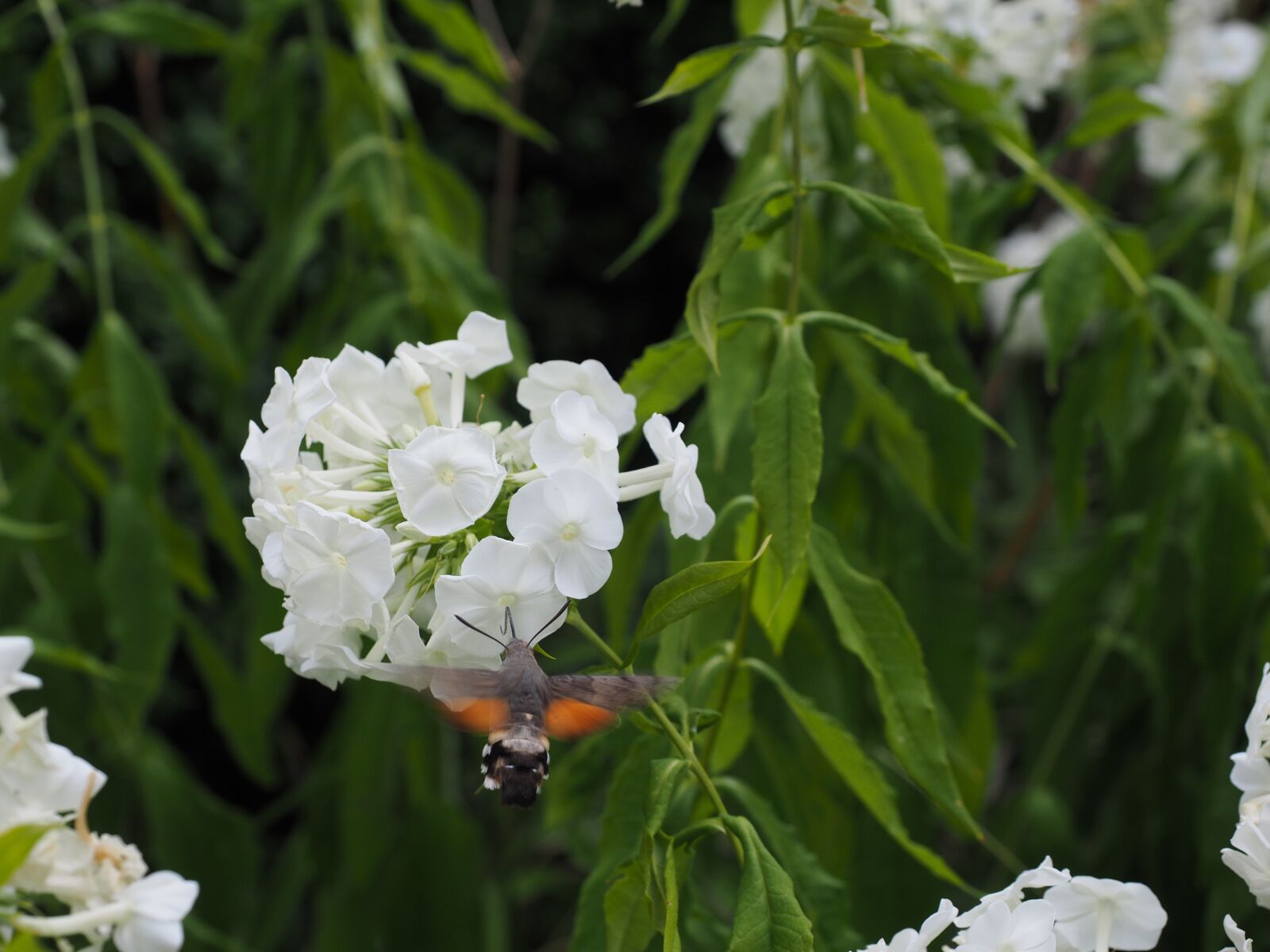 Olympus OM-D E-M1 + Olympus M.Zuiko Digital ED 12-40mm F2.8 Pro sample photo. Hummingbird hawk moth, macroglossum photography