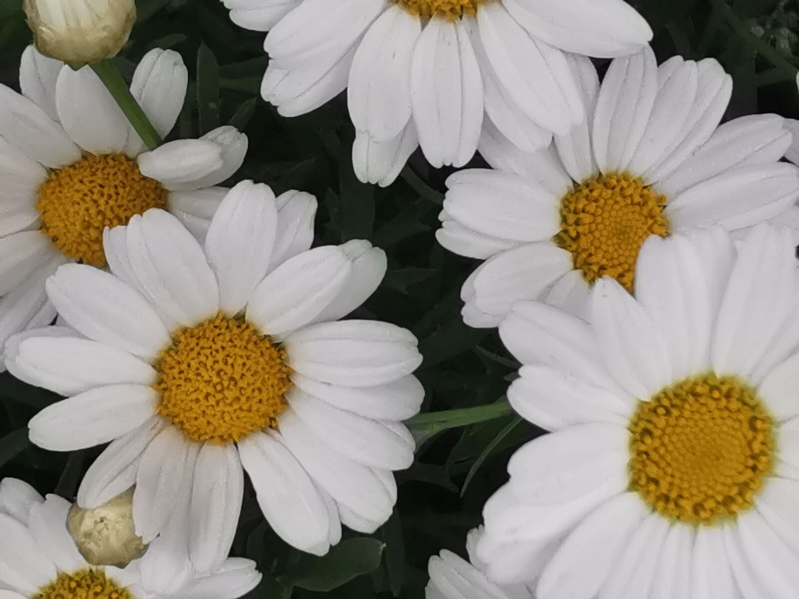 HUAWEI P30 sample photo. Macro, flower, close up photography