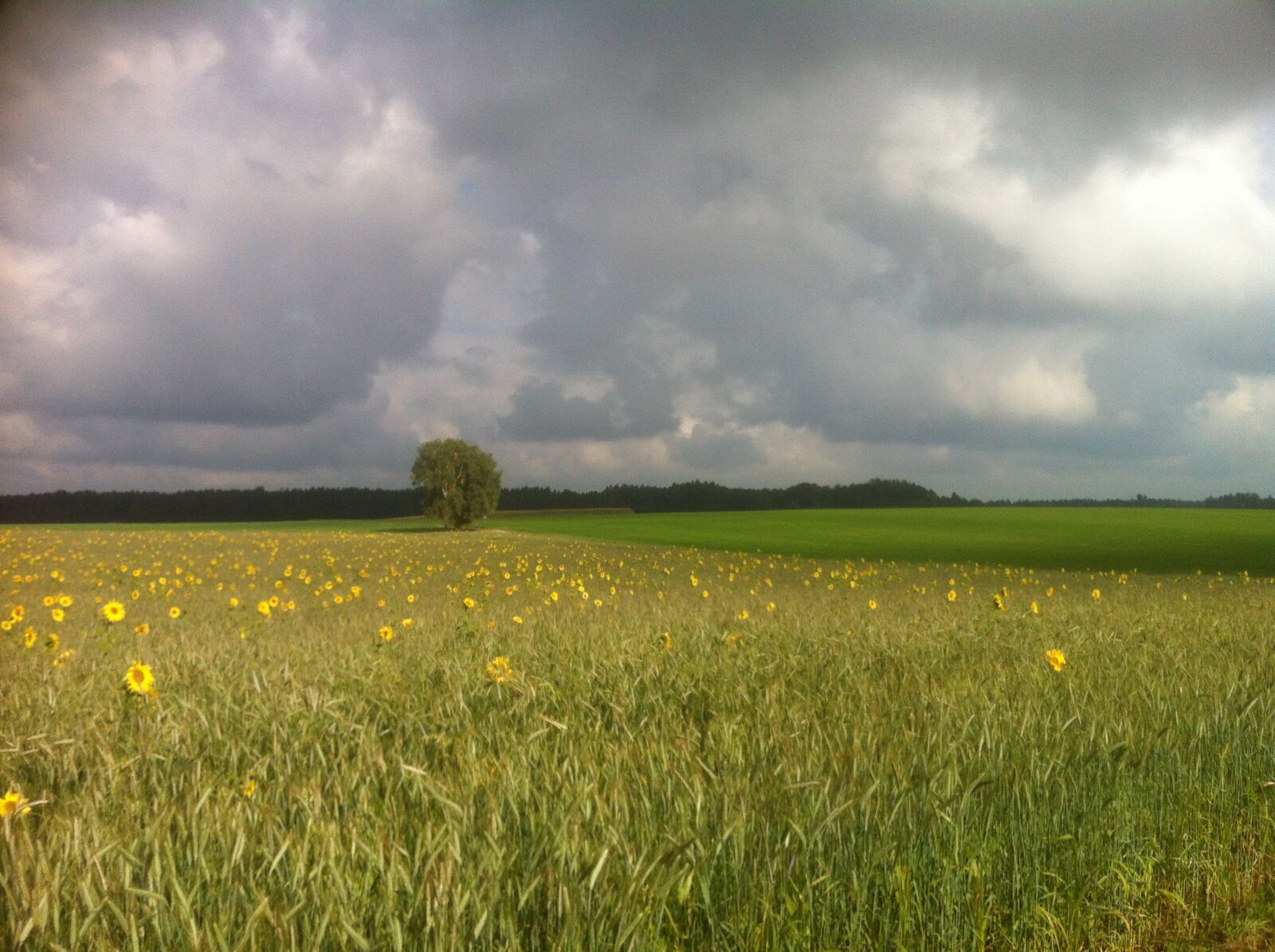 iPhone 4 back camera 3.85mm f/2.8 sample photo. Landscape, sunflower field, nature photography