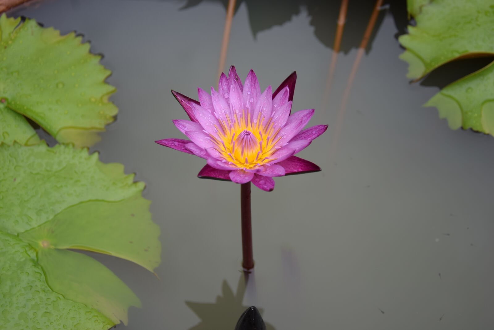 Nikon D5300 sample photo. Water lily, flower, pond photography