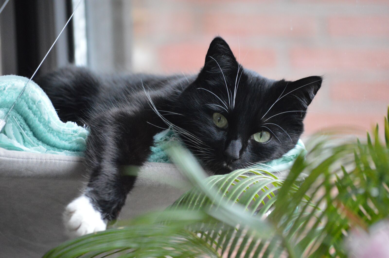 Nikon D3200 sample photo. Cat, animals, pet photography