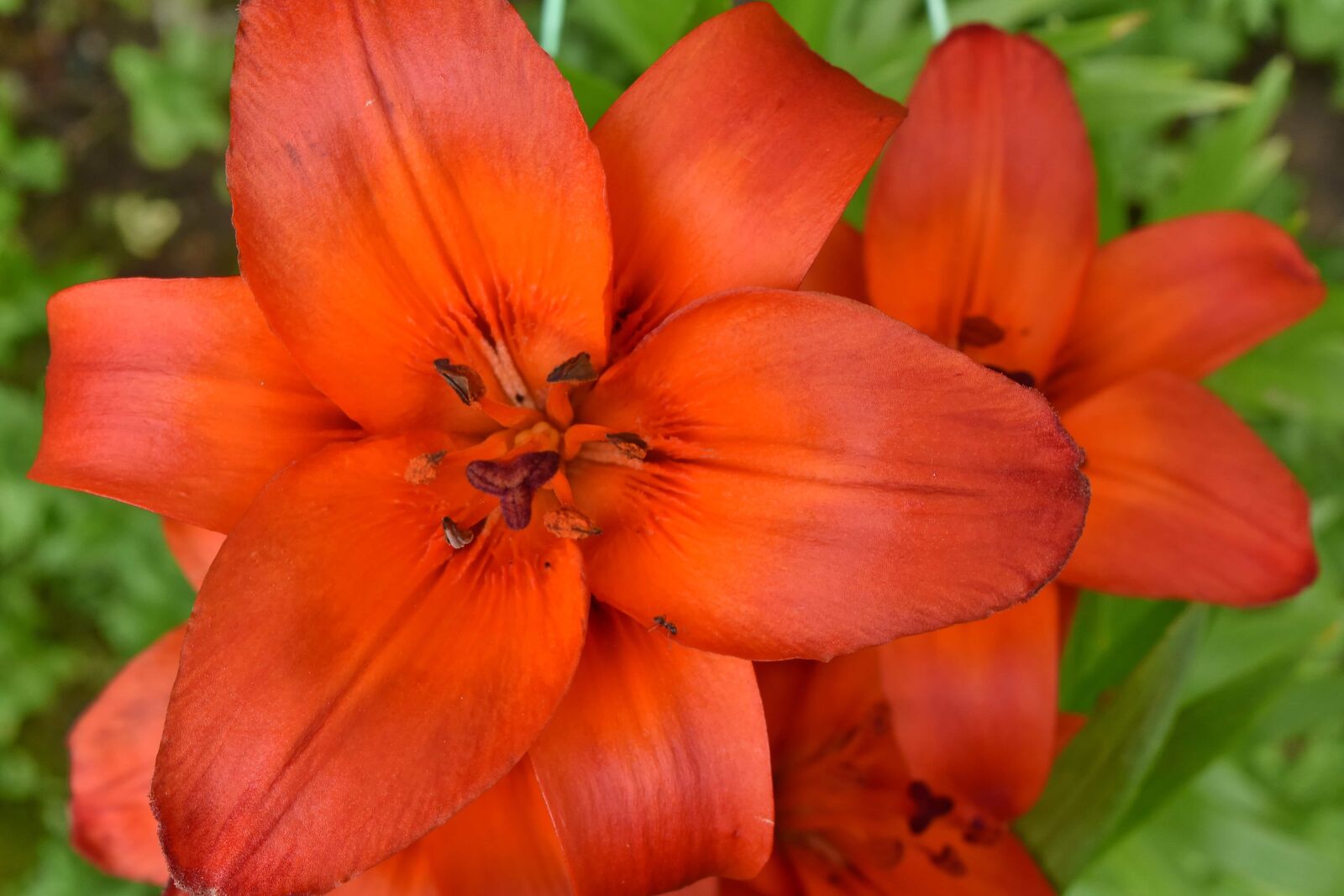 Nikon D5500 sample photo. Beautiful flowers, lily, pollen photography