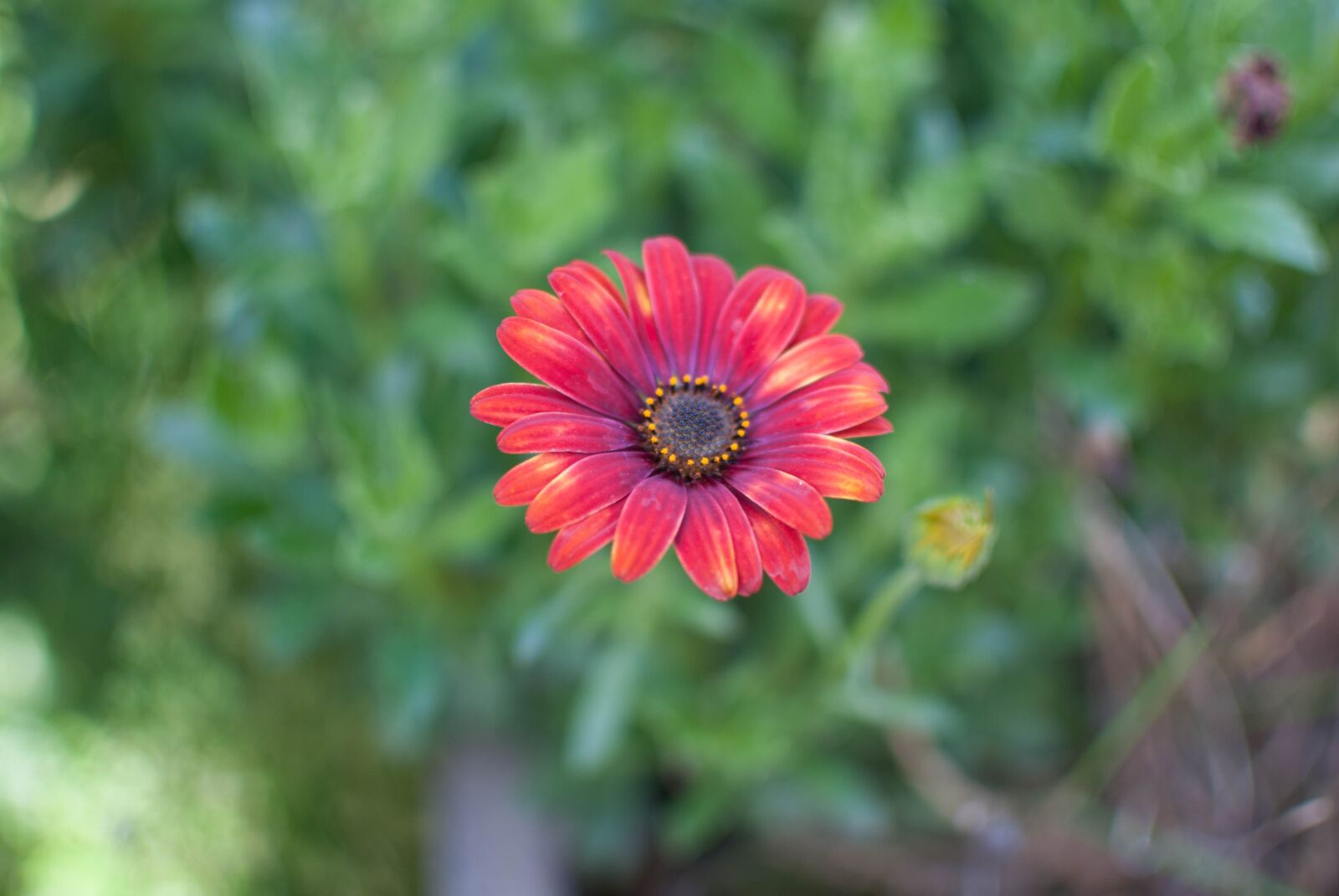 Nikon D80 sample photo. Flower, red, orange photography
