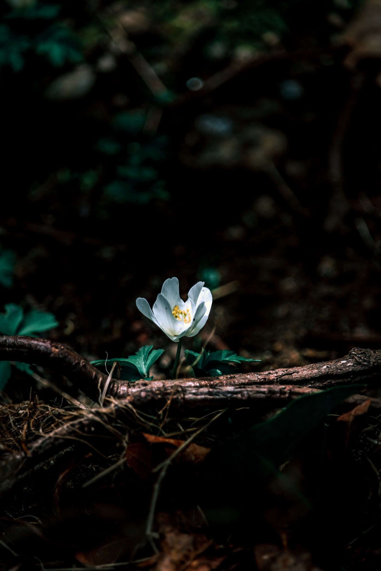 Canon EF-S 55-250mm F4-5.6 IS STM sample photo. Flower, nature, green photography