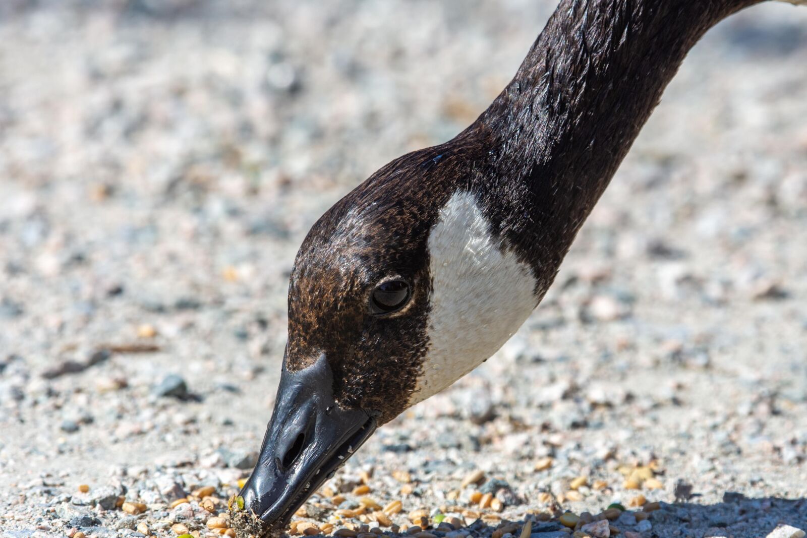 Nikon D7200 sample photo. Canada goose, head, canadensis photography