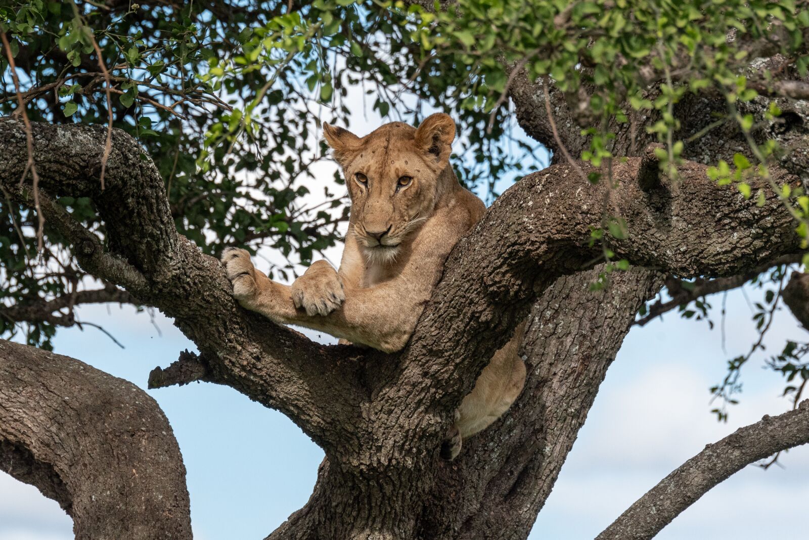 Nikon D750 sample photo. Lion, tree, animal photography