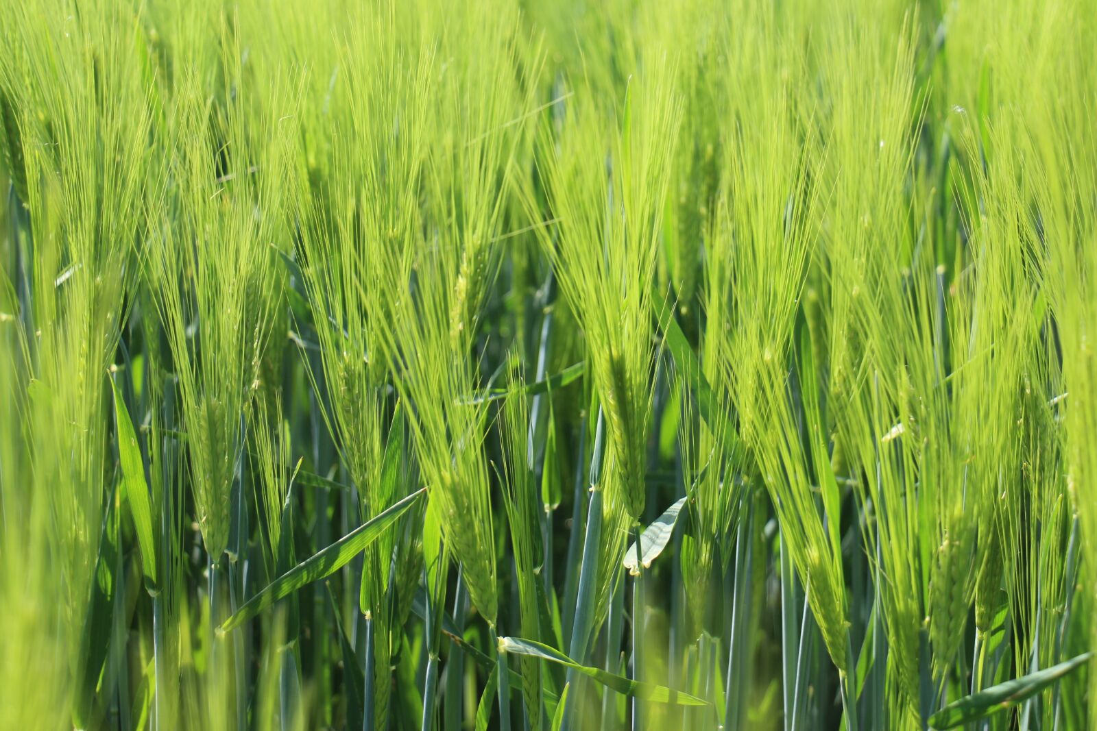 Canon EOS 700D (EOS Rebel T5i / EOS Kiss X7i) sample photo. Cereals, wheat, growth photography