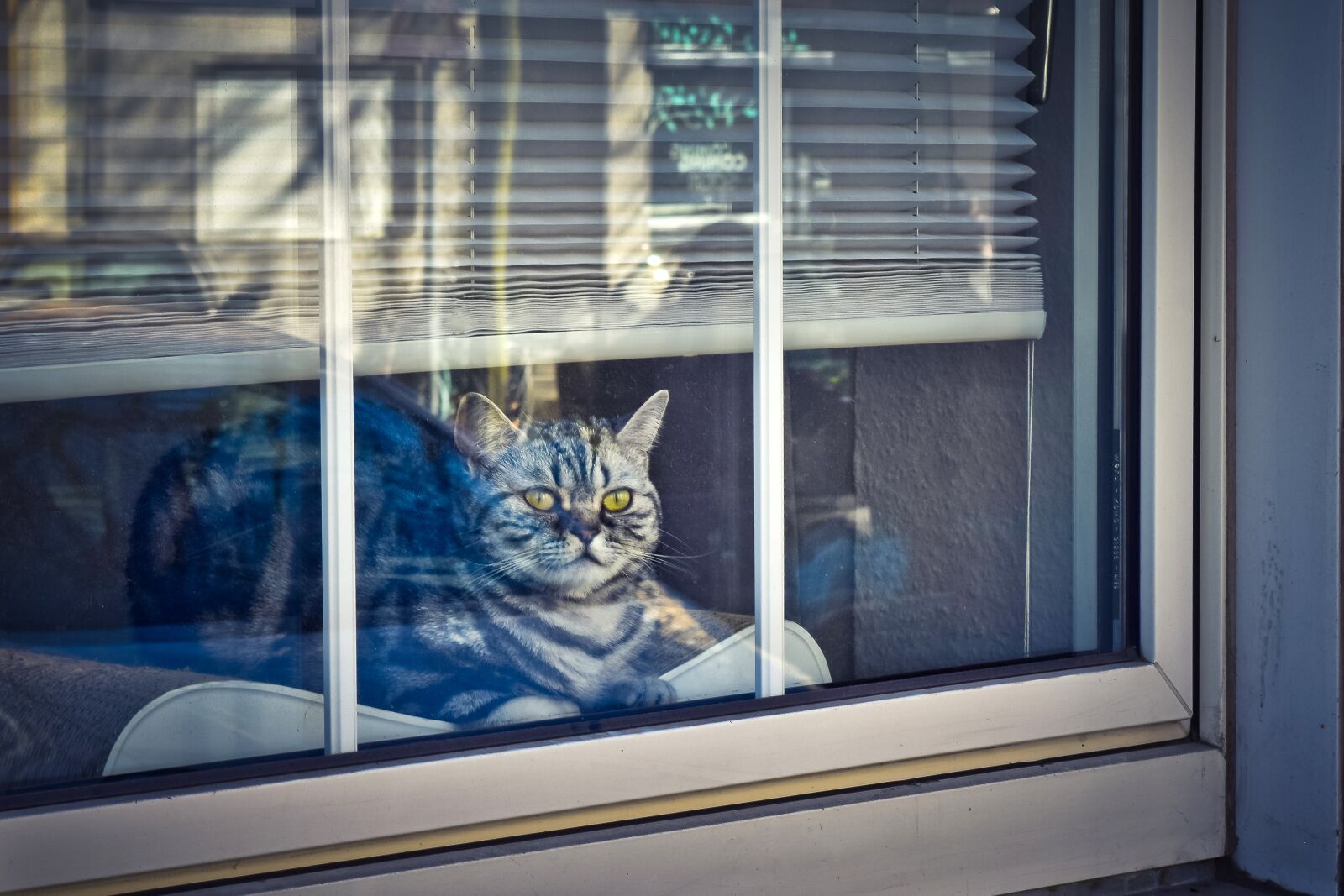 Nikon D3300 sample photo. Cat, animal, pet photography
