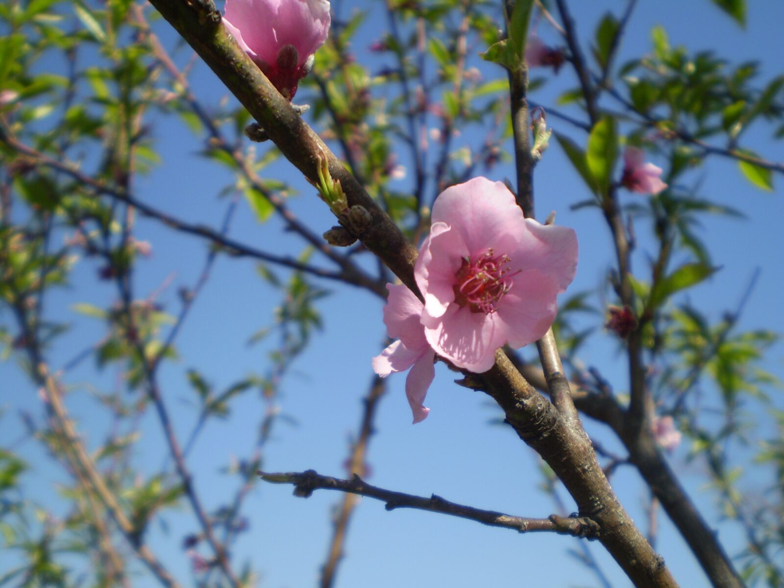 Olympus FE210,X775 sample photo. Peach blossom, pink flower photography