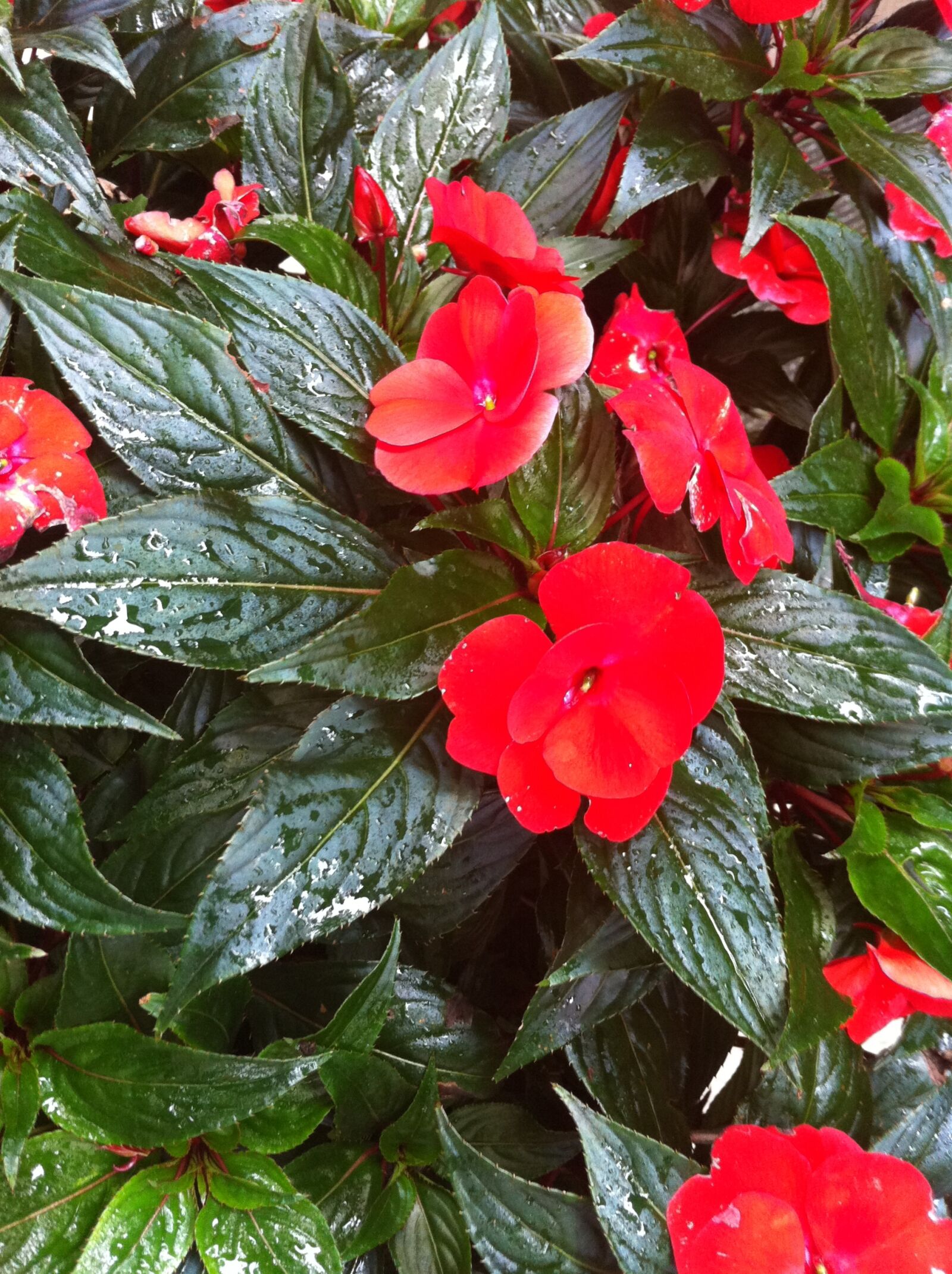 Apple iPhone 4 sample photo