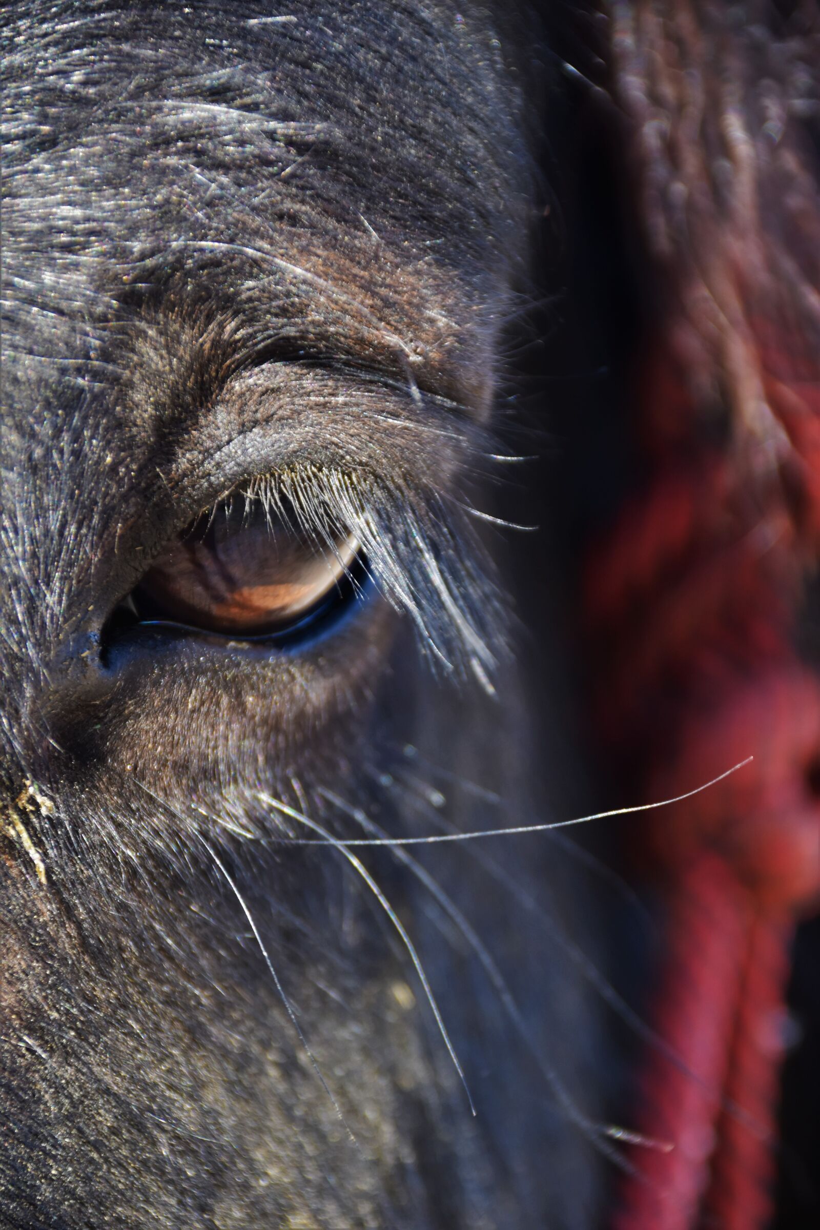 Nikon D5500 sample photo. Eye, horse photography