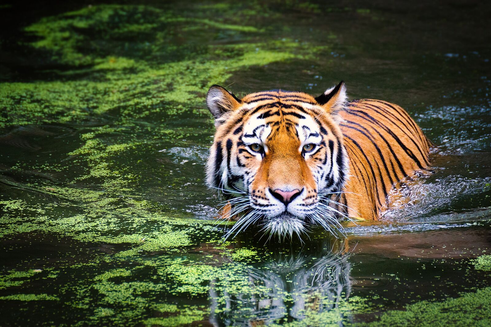 Canon EOS 550D (EOS Rebel T2i / EOS Kiss X4) sample photo. Tiger, big cat, big photography