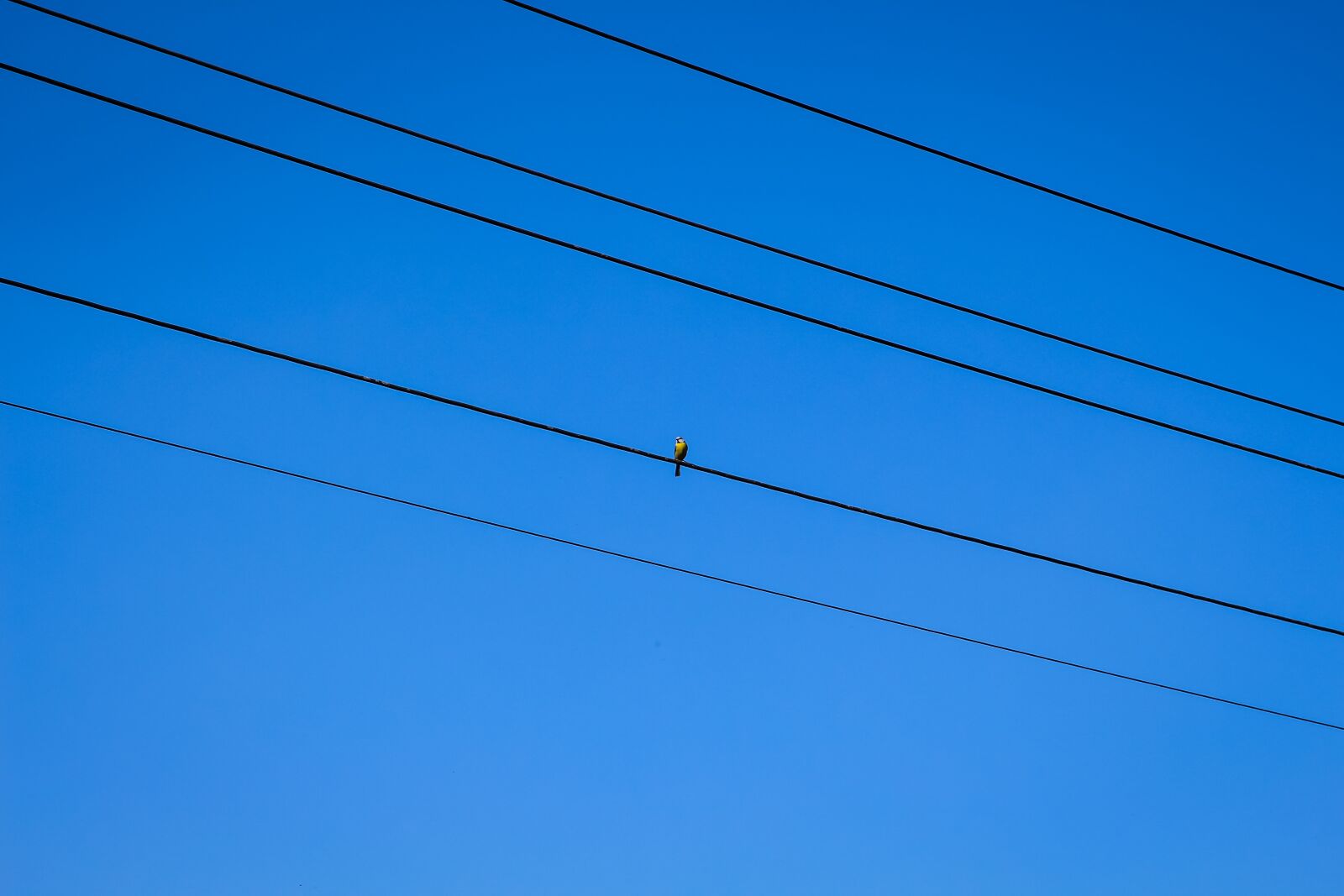 Canon EOS 700D (EOS Rebel T5i / EOS Kiss X7i) sample photo. Bird, blue sky, animal photography