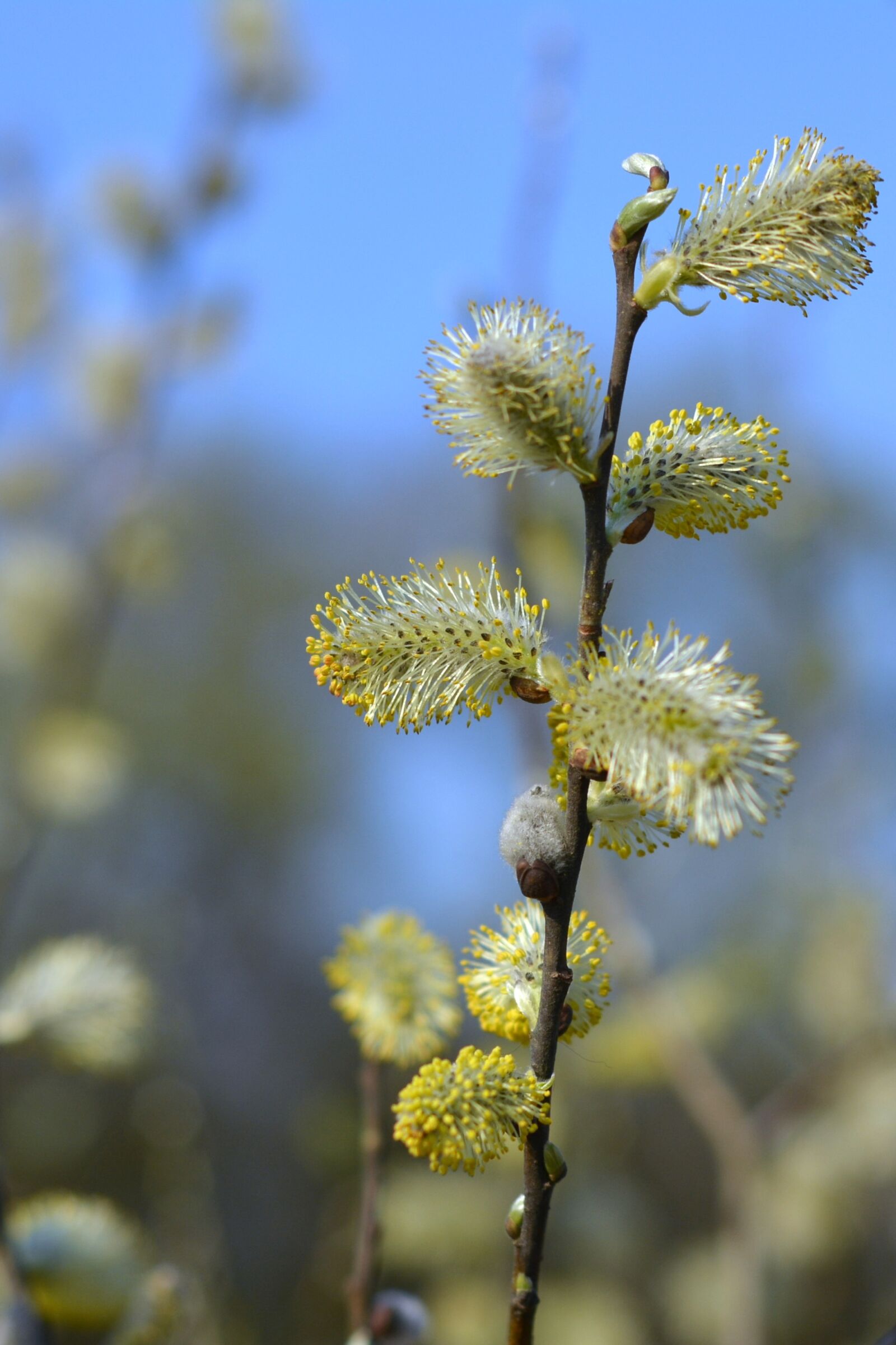 Nikon D5200 sample photo. The basis of, willow photography