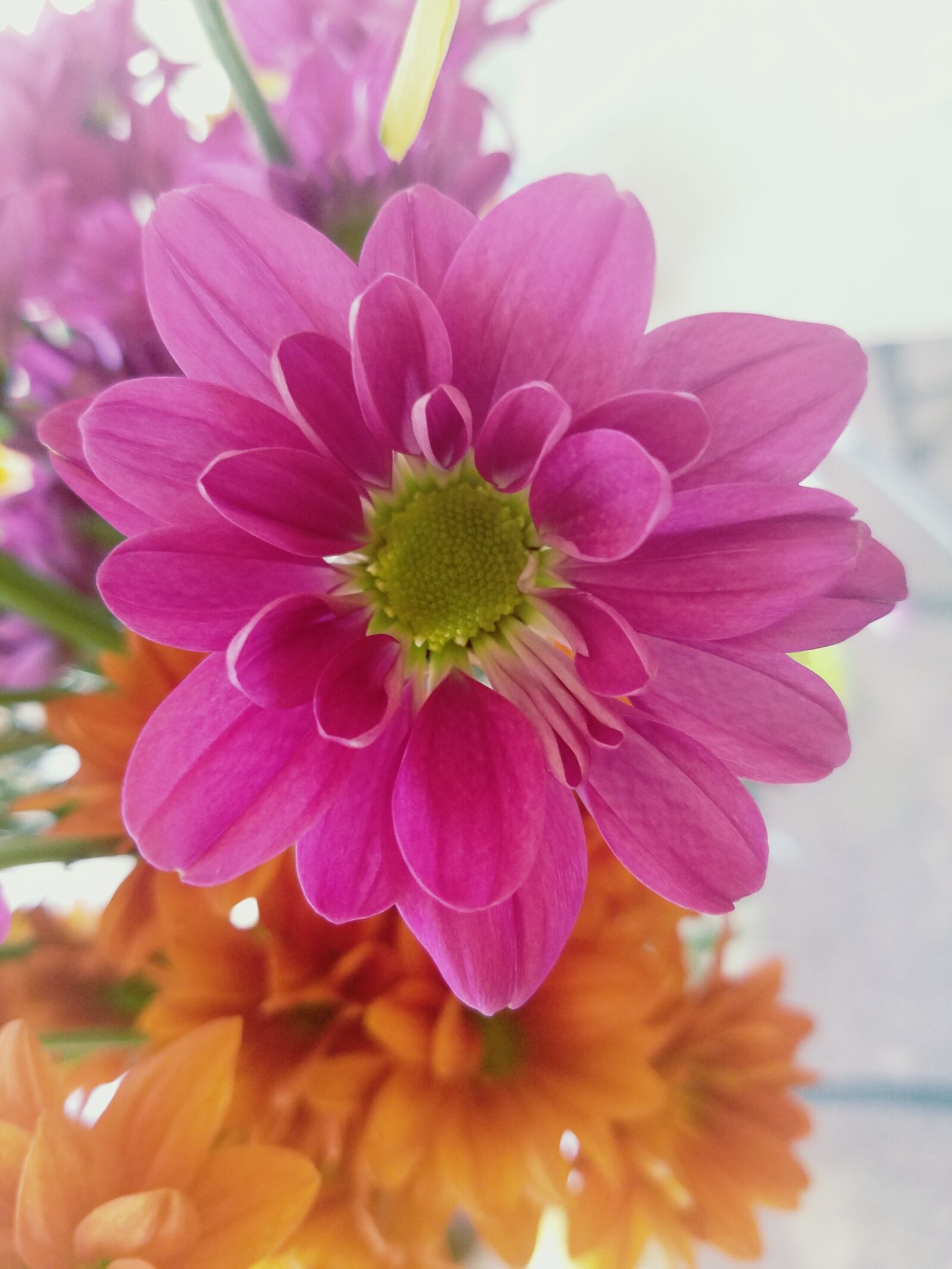 Samsung Galaxy S7 sample photo. Flower, pink flower, flor photography