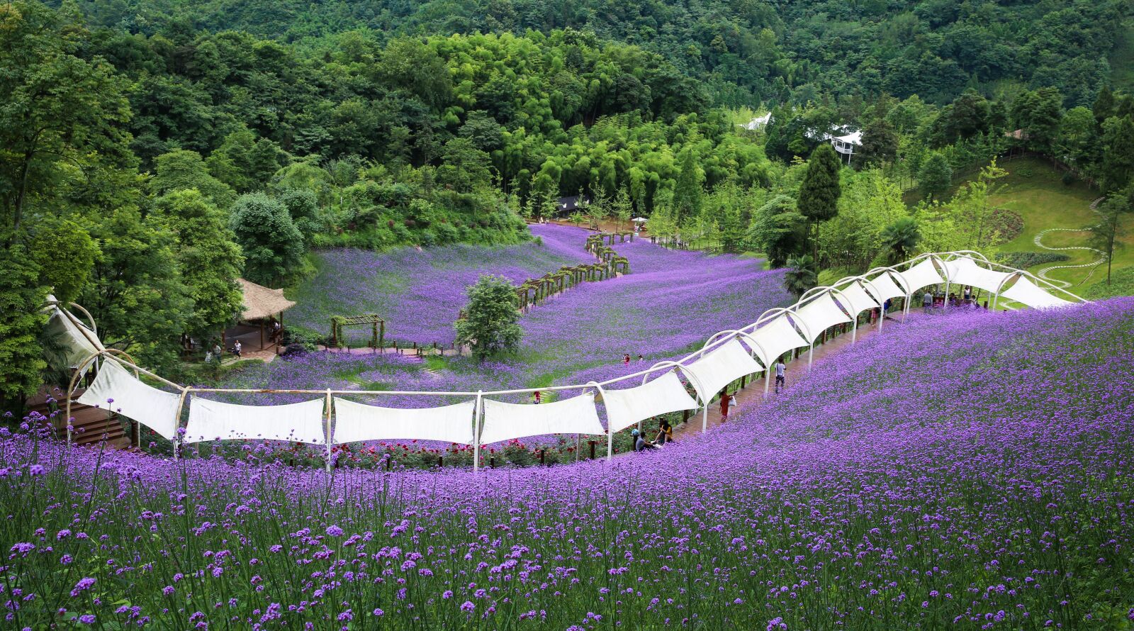Canon EF 24-70mm F2.8L II USM sample photo. Verbena, purple, sichuan huaxi photography