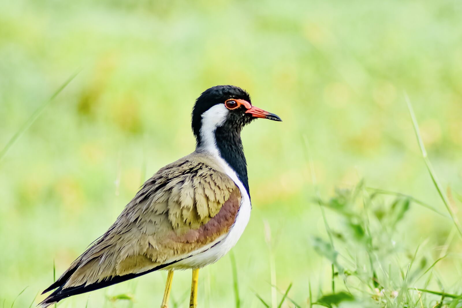 Nikon D3400 sample photo. Wildlife, bird, wildlife-photography photography