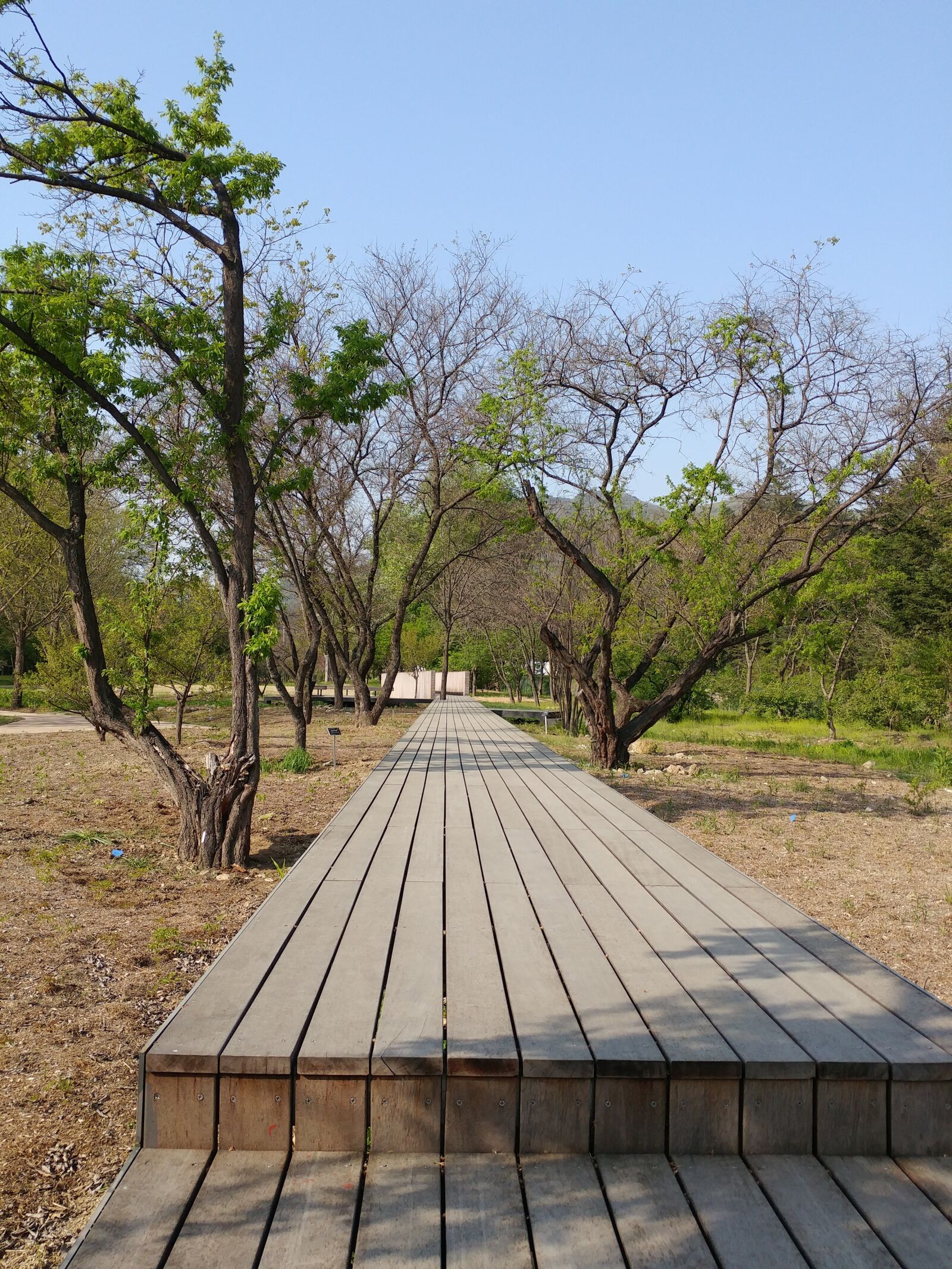 LG G5 sample photo. Wood, nature, the length photography
