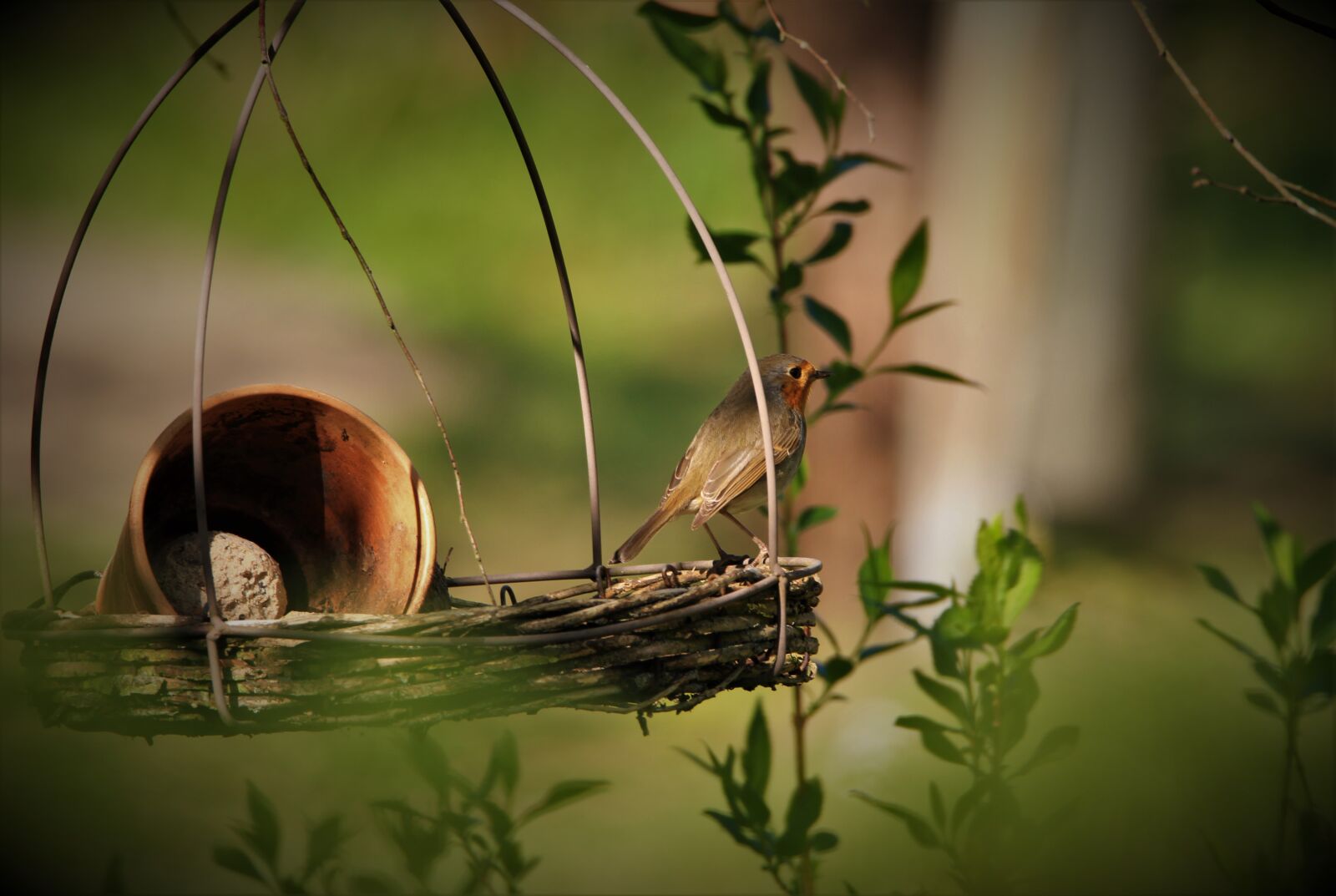 Canon EOS 7D sample photo. Robin, songbird, bird photography