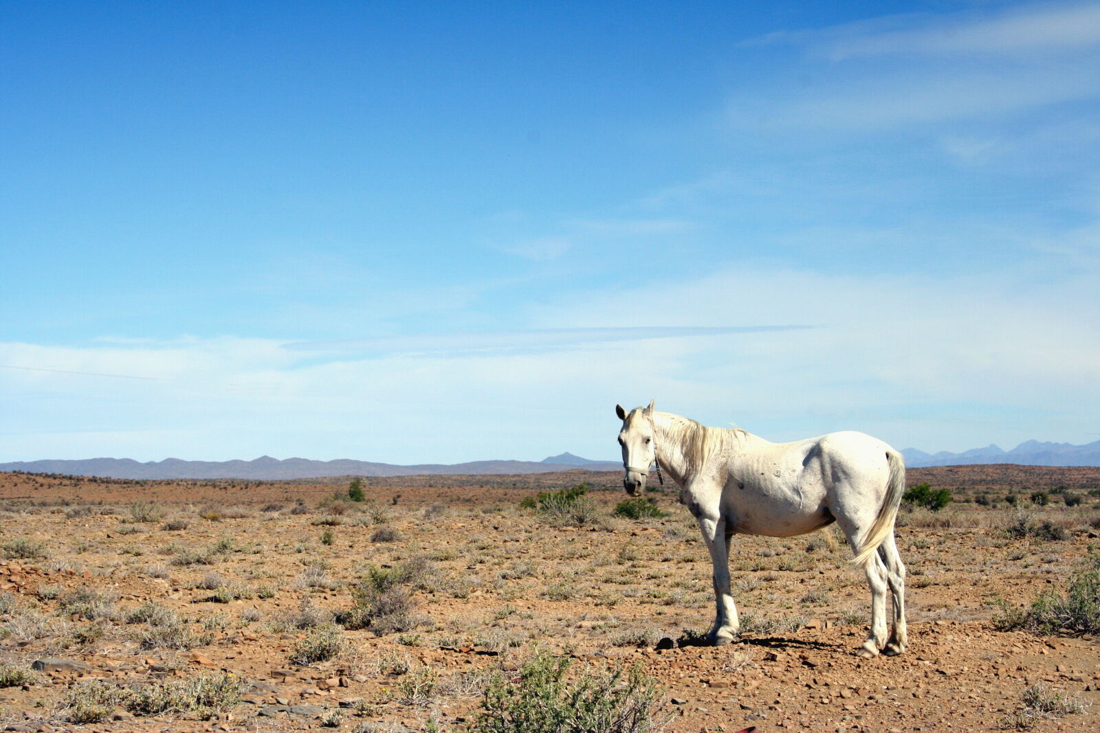 Canon EOS 350D (EOS Digital Rebel XT / EOS Kiss Digital N) sample photo. Arid, cape, horse, karoo photography