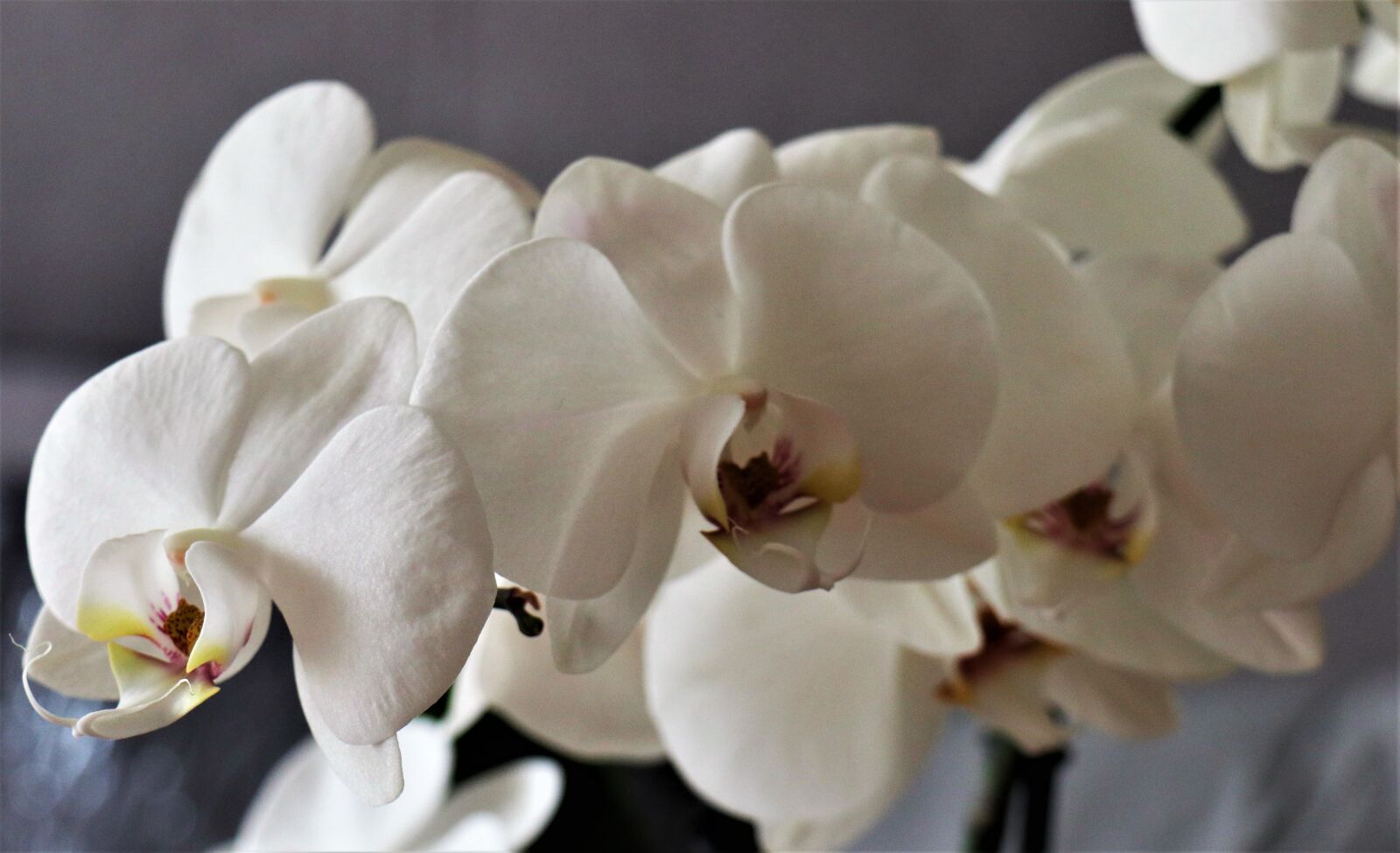 Canon EOS M6 sample photo. Flower, white, orchis photography